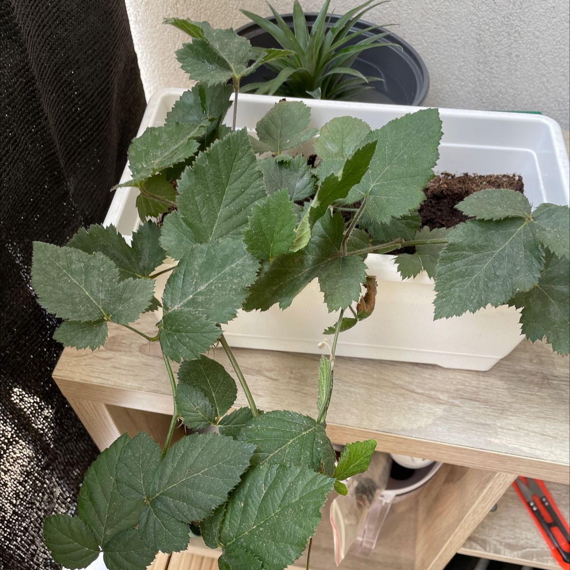 California Blackberry plant in a white container with green leaves, visible soil, and no signs of disease.