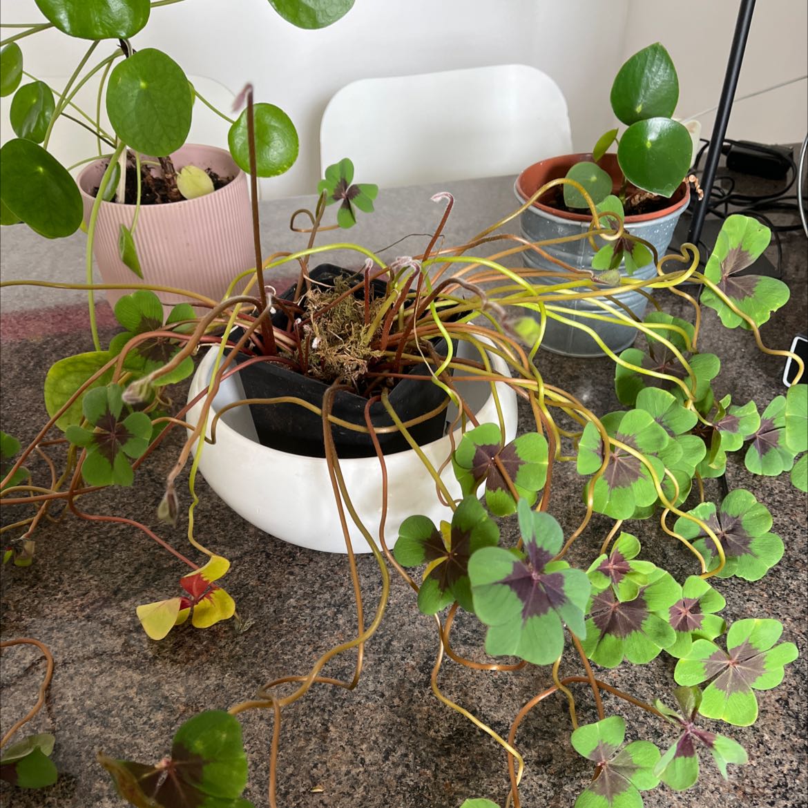 Iron Cross plant with four-leaf clover-like leaves in a white pot, showing some yellowing and browning.