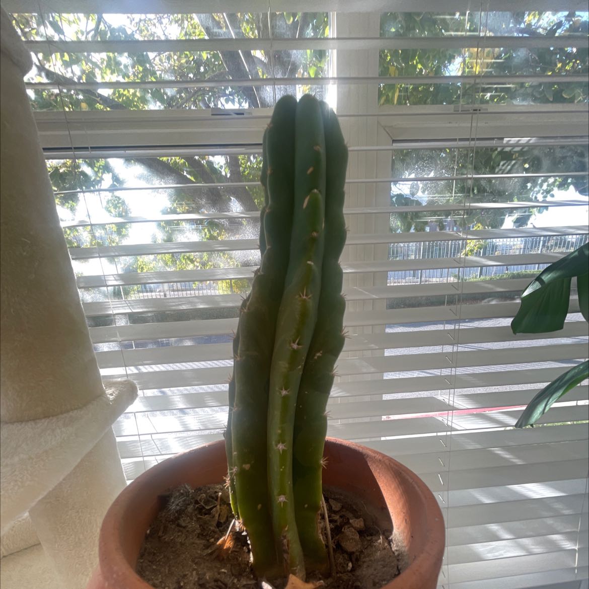 Potted Pleated Cereus cactus indoors near a window, appears healthy.