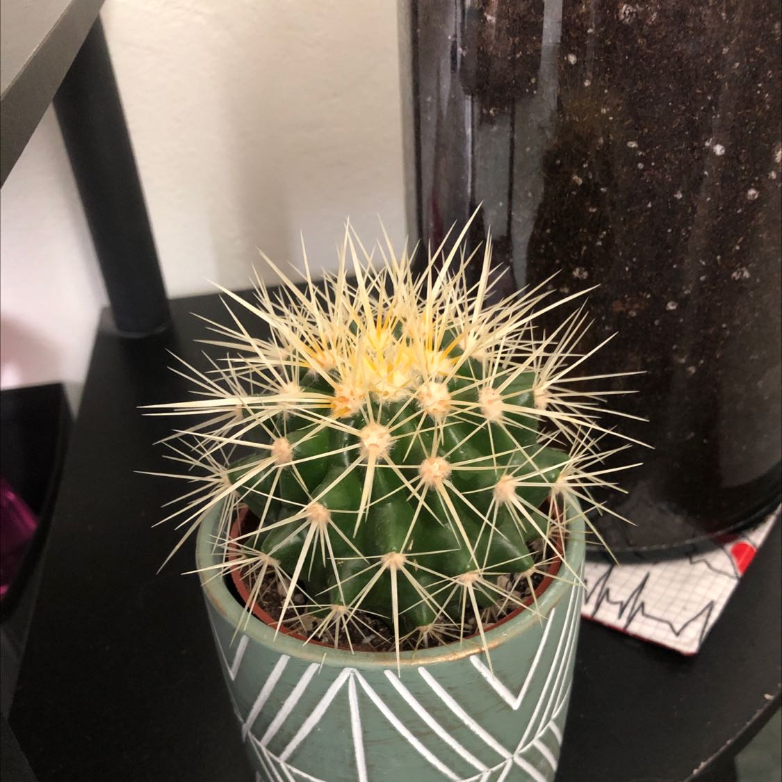 Photo of the plant species Golden Barrel Cactus by @QuickBlue named Your plant on Greg, the plant care app