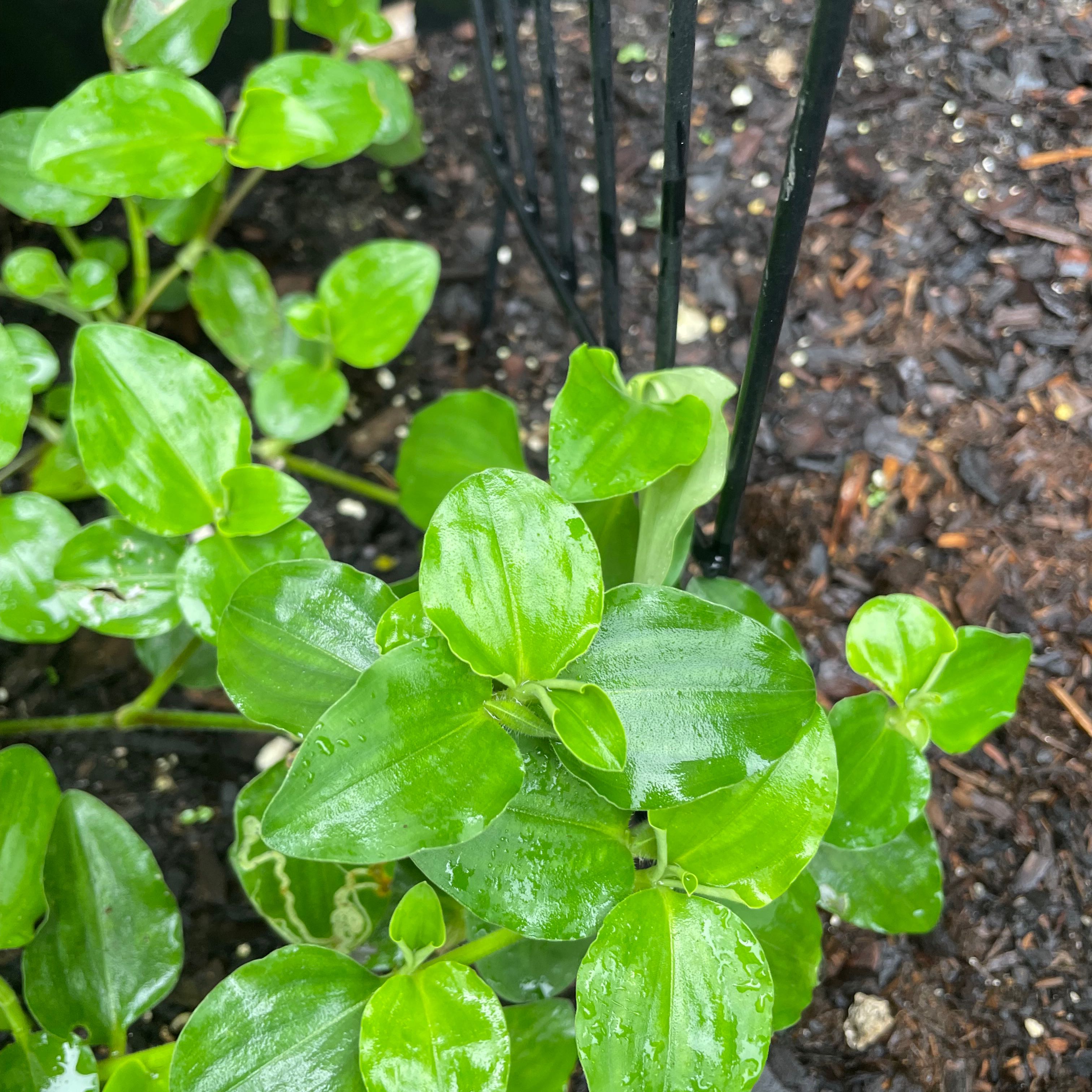 Plant care for Asian Spiderwort on Greg, the plant care app