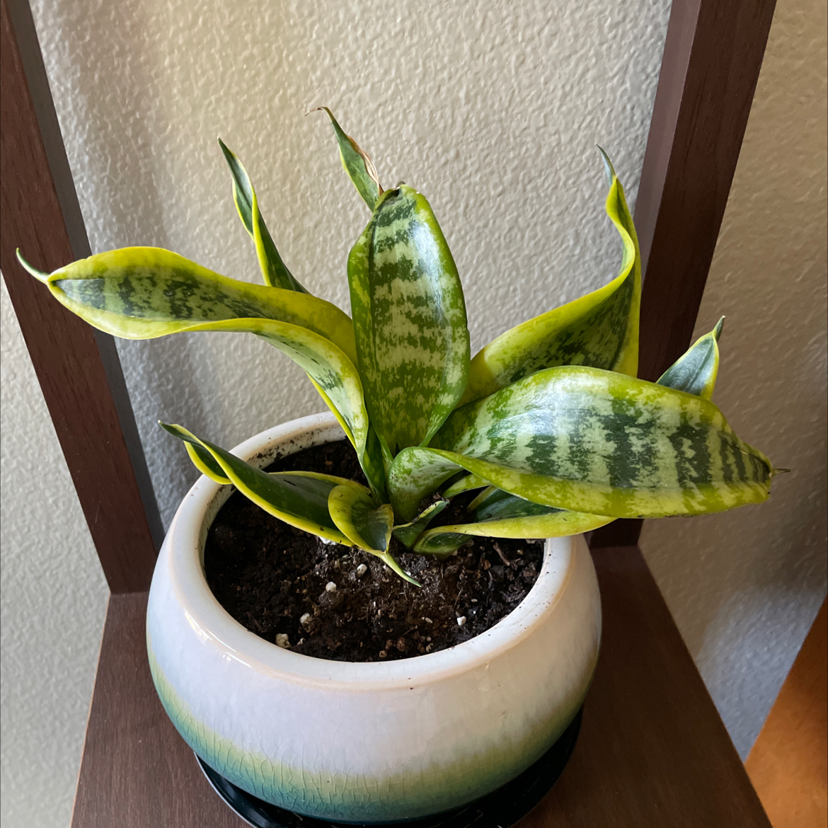 Photo of the plant species Sansevieria Twisted Sister by @Smurphy named Beckham on Greg, the plant care app