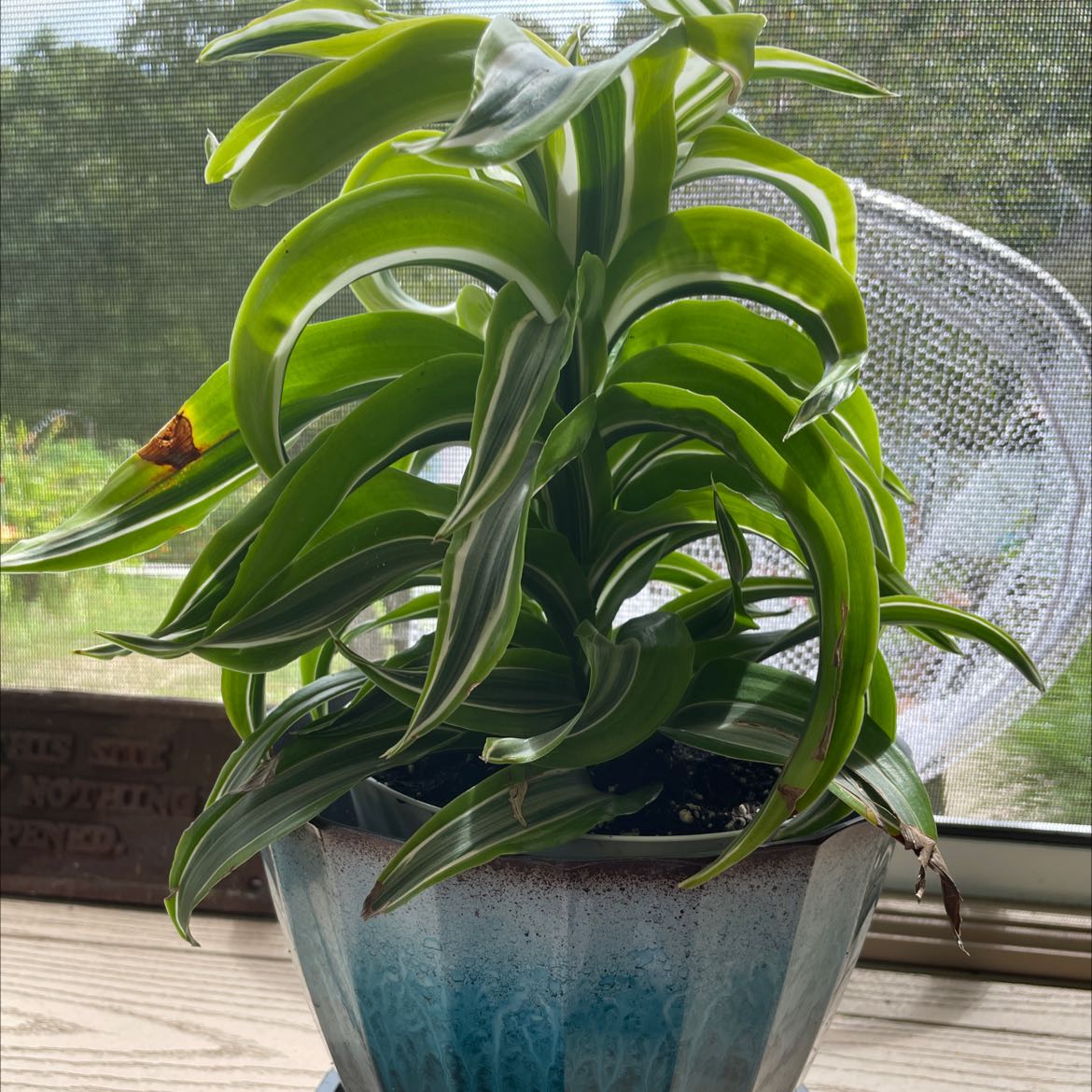 Lemon Surprise Snake Plant in a decorative pot with a small section of browning on one leaf.