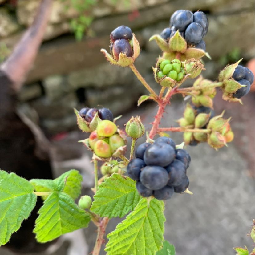 Photo of the plant species Dewberry by @AcademicCamphor named Your plant on Greg, the plant care app