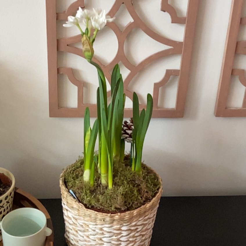 Paperwhite plant in a woven basket with green leaves and a white flower.