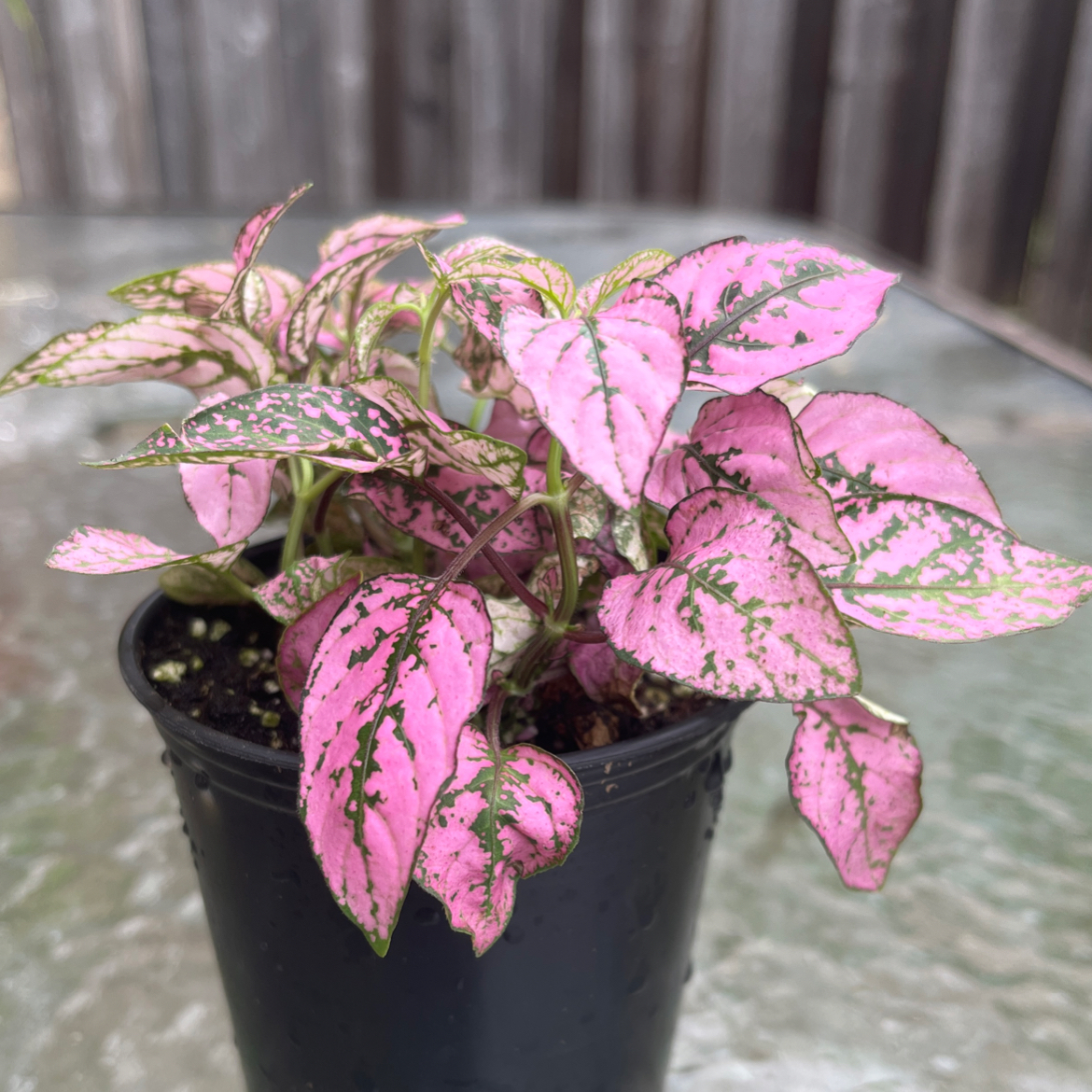 A healthy Polka Dot Plant with vibrant pink and green variegated leaves, growing in a small black plastic pot.