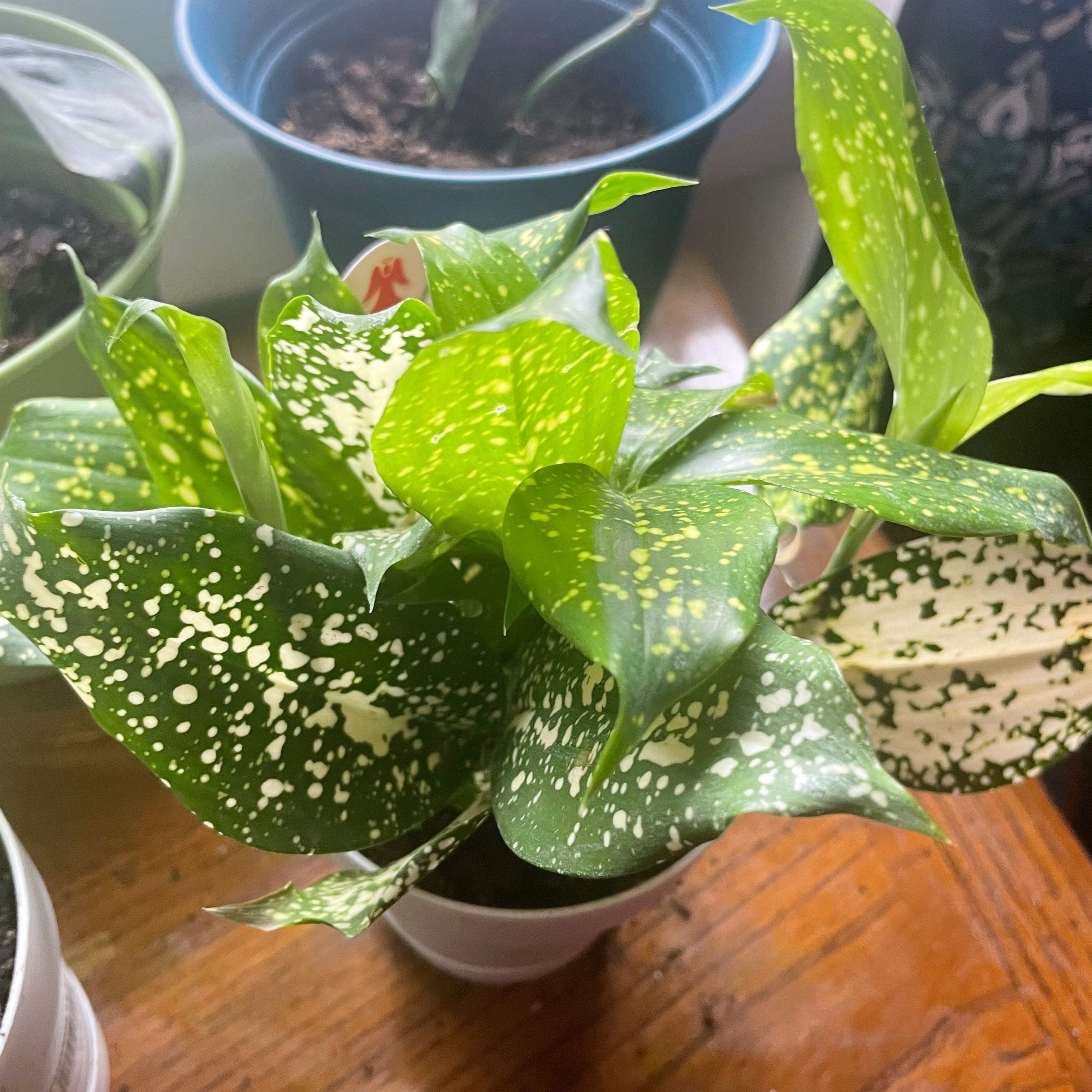 Dracaena 'Florida Beauty' plant with variegated leaves featuring white spots.