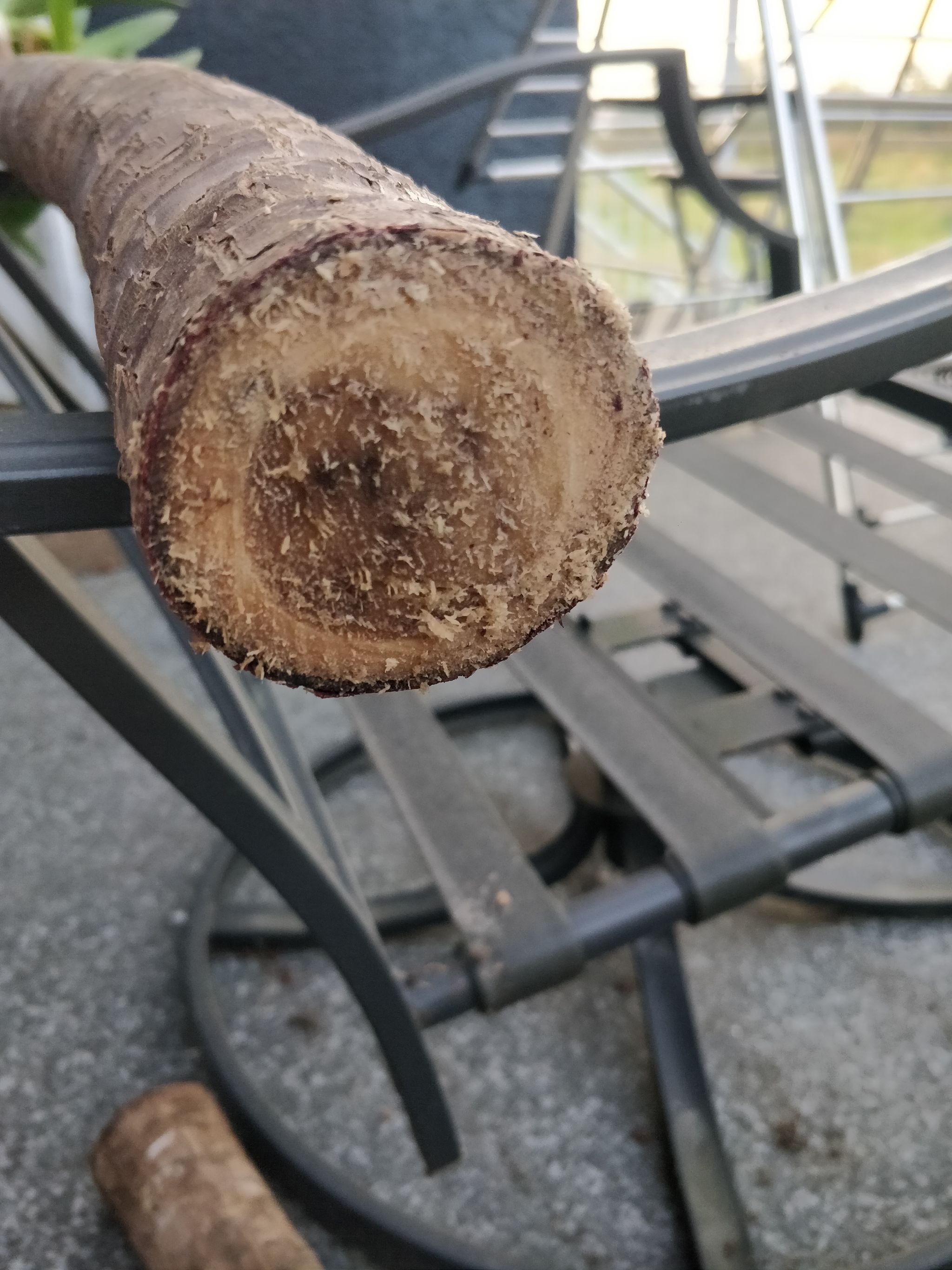 Tree rot- yucca plant Part 2