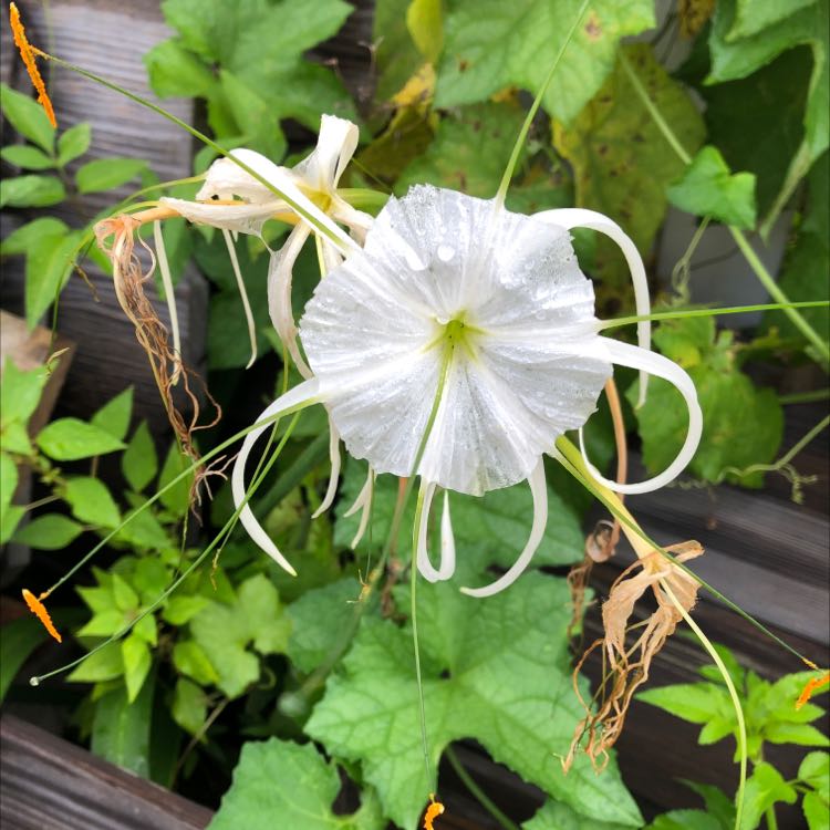 Photo of the plant species Beach Spiderlily by @GratifiedTupeia named Your plant on Greg, the plant care app