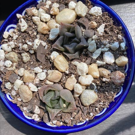 Photo of the plant species Fossil Cactus by Civicanahaw named Succulent on Greg, the plant care app