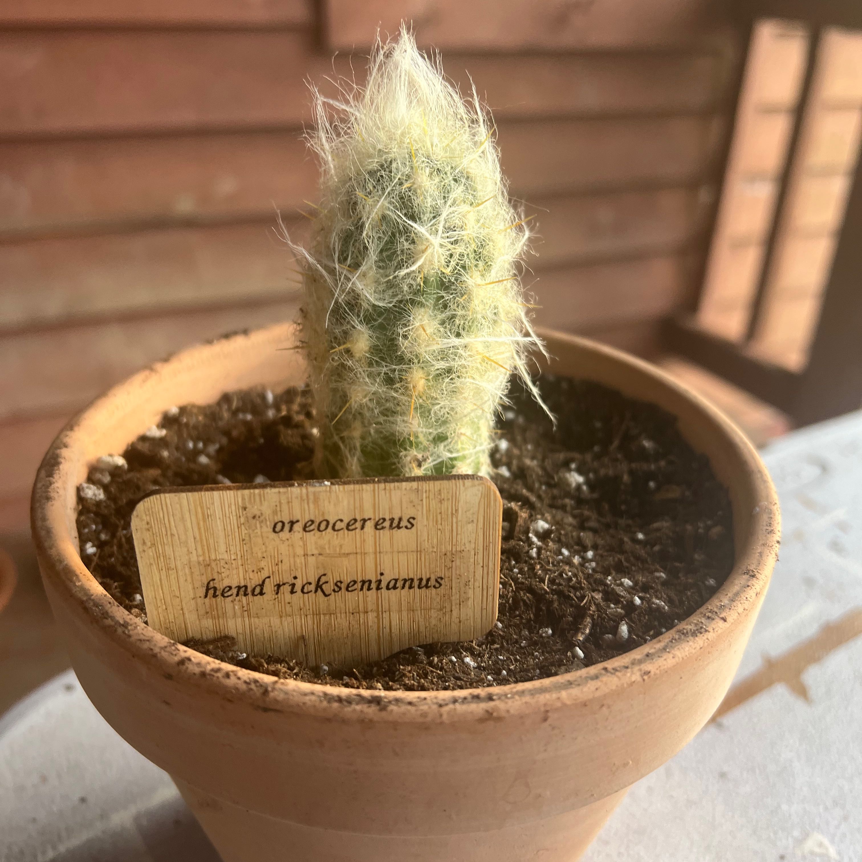 Photo of the plant species Old Man of the Andes by @shaypratt named oreocereus hendricksenianus on Greg, the plant care app