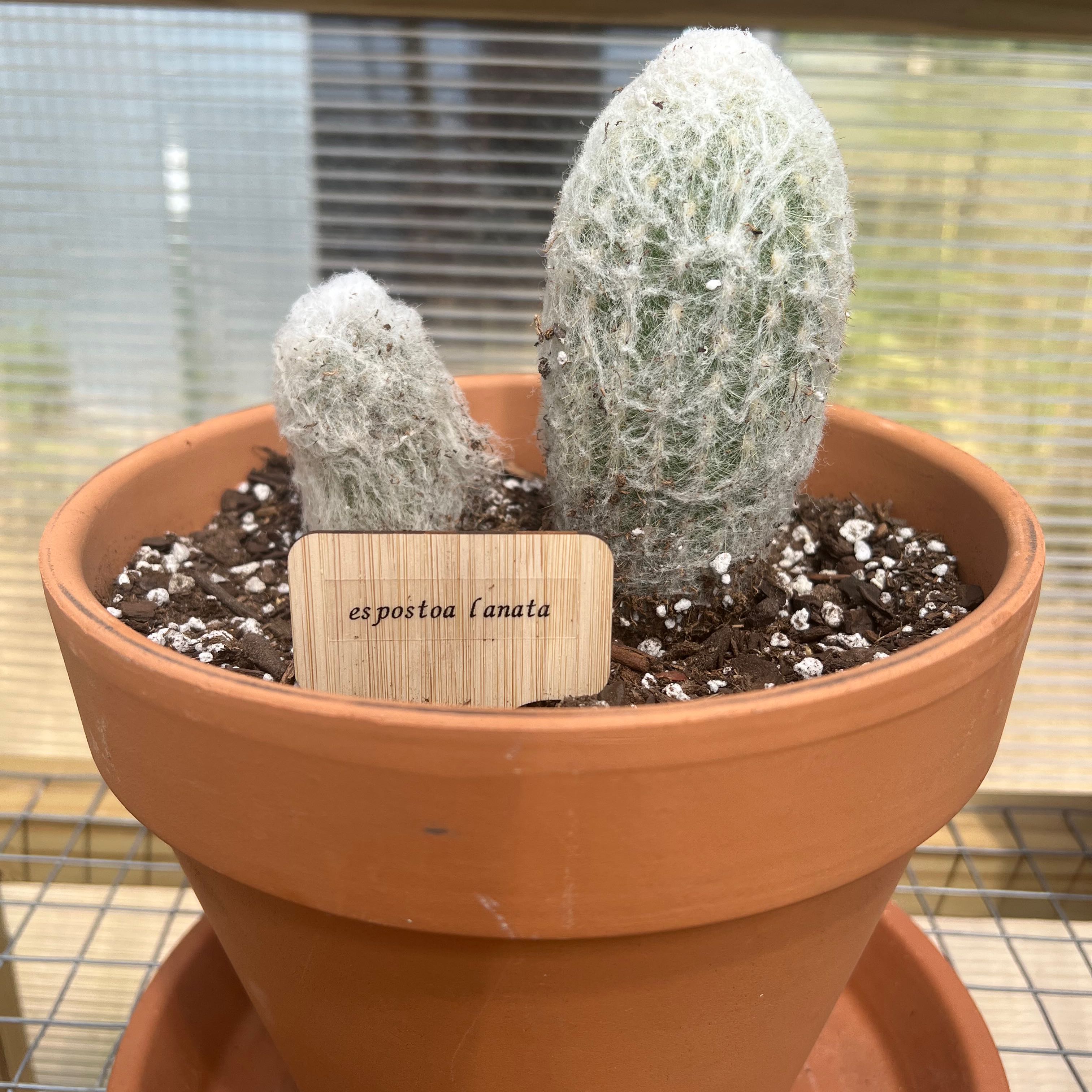 Peruvian Old Man Cactus (Espostoa lanata) in a terracotta pot with visible soil.