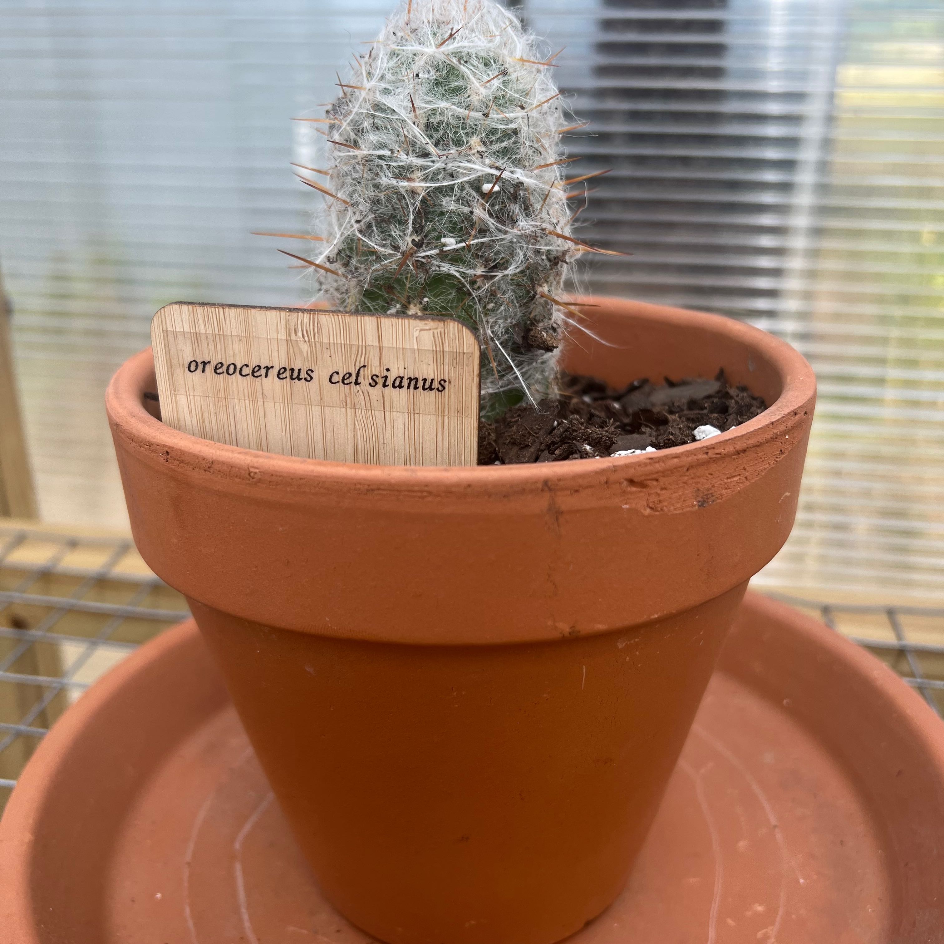 Potted cactus identified as 'Old Man of the Andes' (Oreocereus celsianus) in a terracotta pot.
