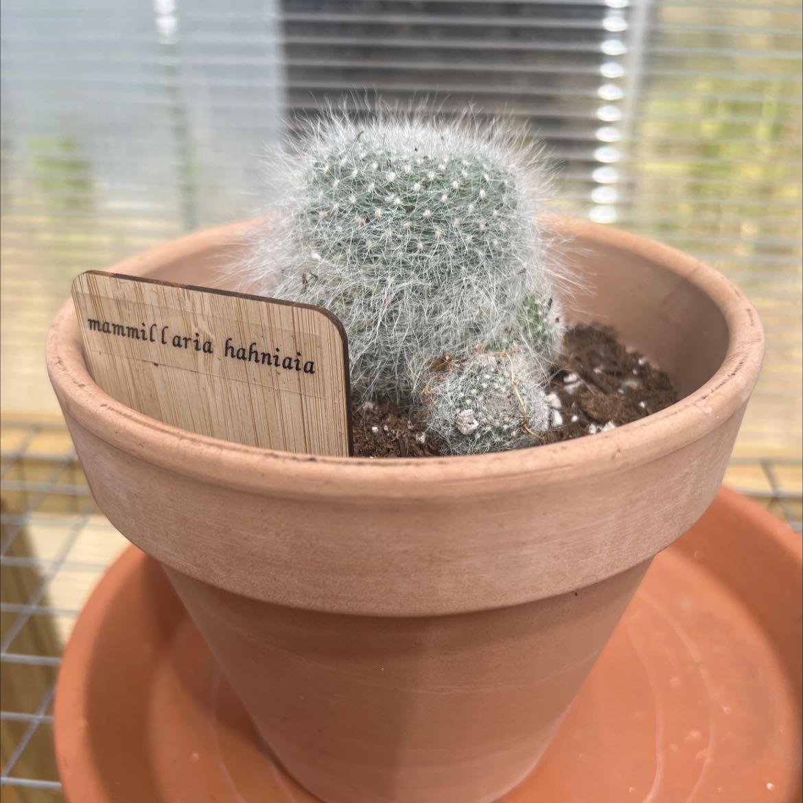 Potted Old Lady Cactus (Mammillaria hahniana) with a label, healthy and well-framed.