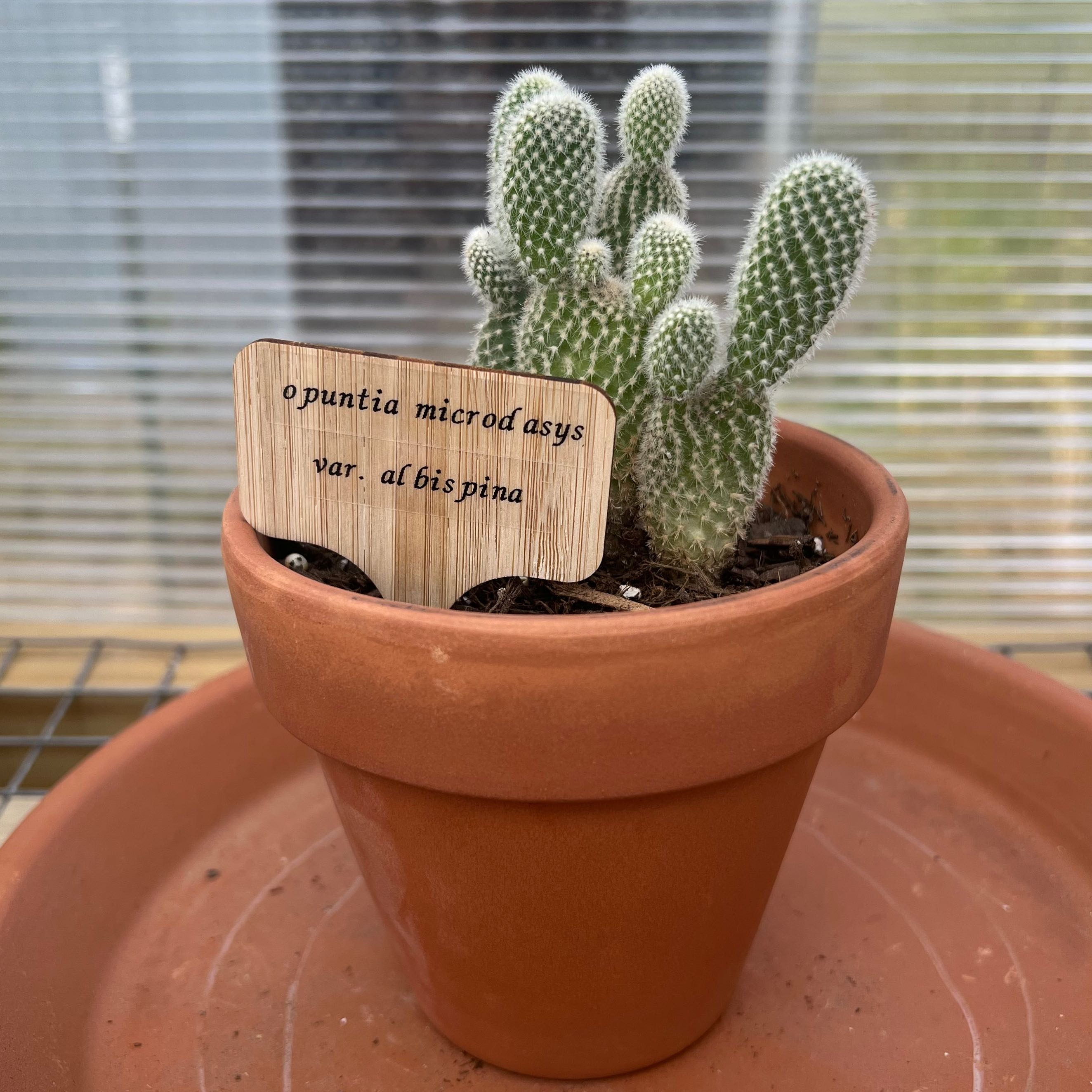 Photo of the plant species Angel Wings Cactus by @shaypratt named opuntia microdasys var. al bispina on Greg, the plant care app