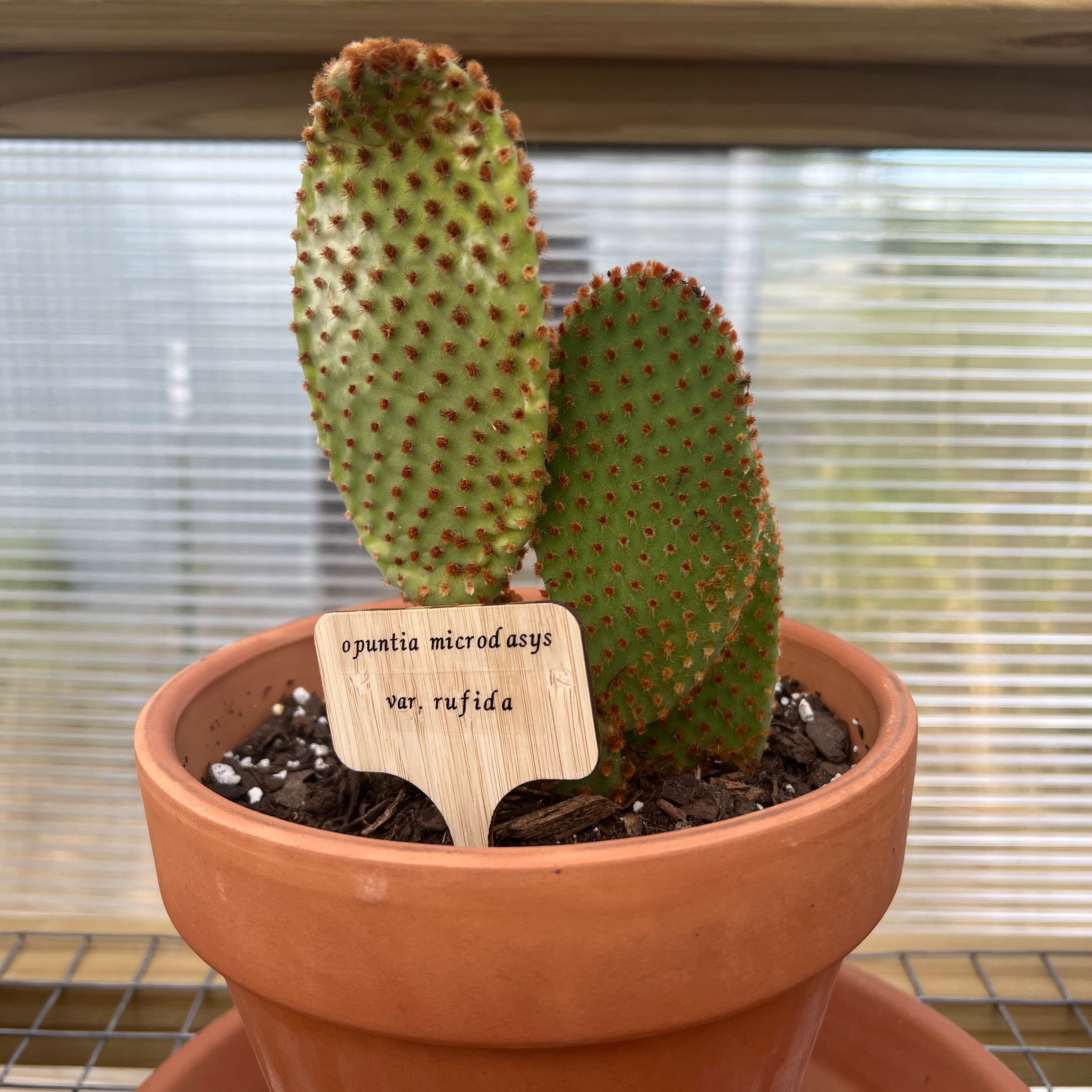 Photo of the plant species Cinnamon Bunny Ears by @shaypratt named opuntia microdasys var. rufida on Greg, the plant care app