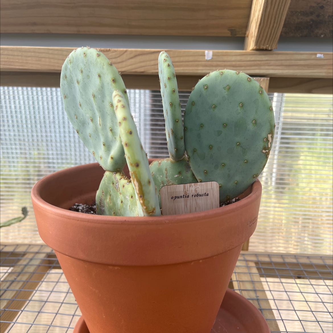 Photo of the plant species Bartolona by @shaypratt named Opuntia robusta on Greg, the plant care app