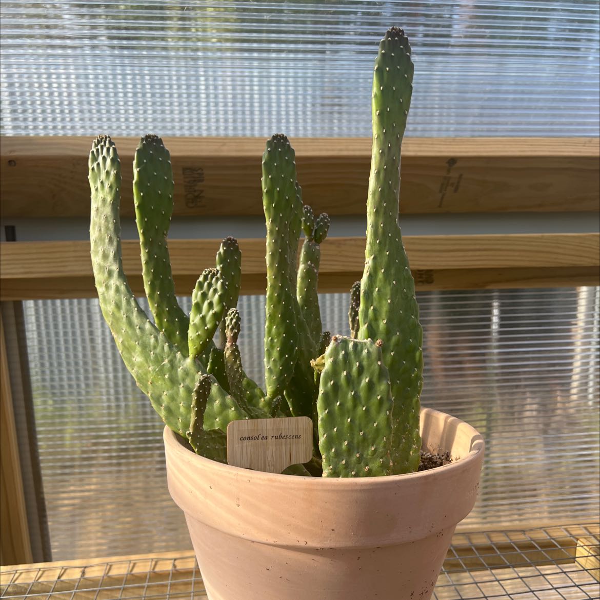 Potted Road Kill Cactus with multiple stems placed indoors near a window.
