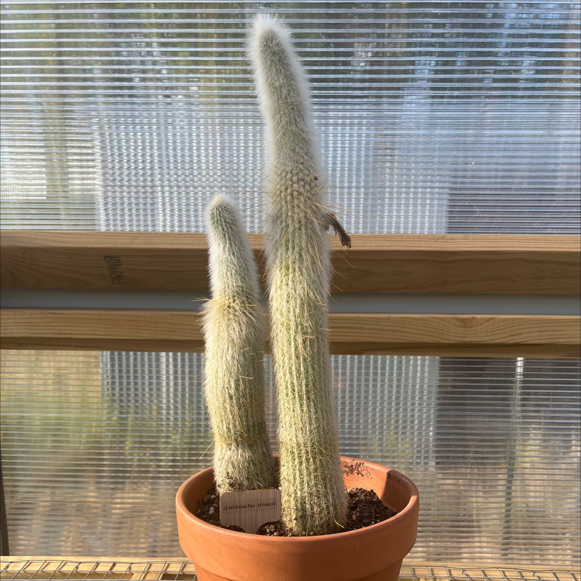 Photo of the plant species Silver Torch Cactus by @shaypratt named Cleistocactus strausii on Greg, the plant care app