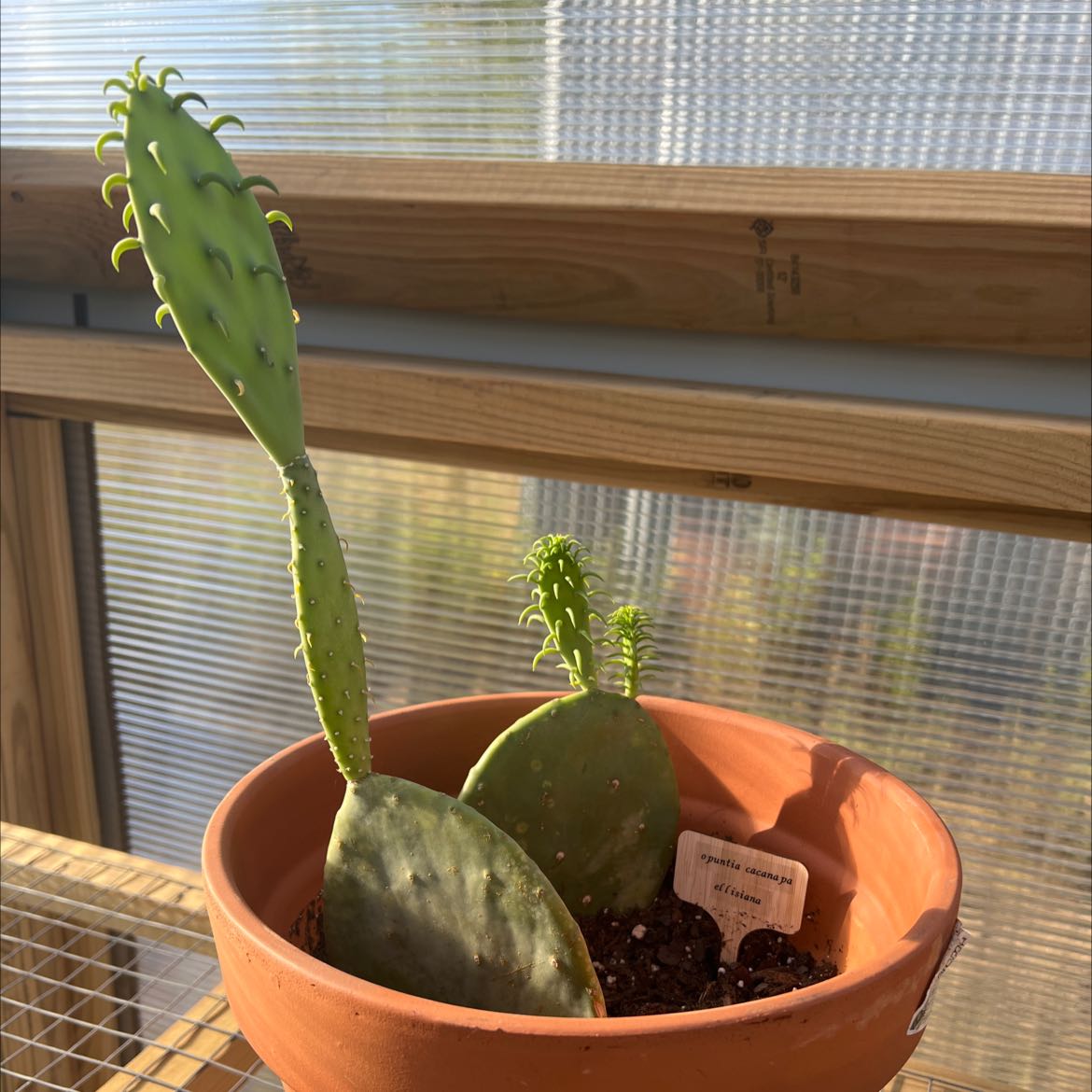 Photo of the plant species Opuntia cacanapa 'Ellisiana' by @shaypratt named Opuntia cacanapa ellisiana on Greg, the plant care app