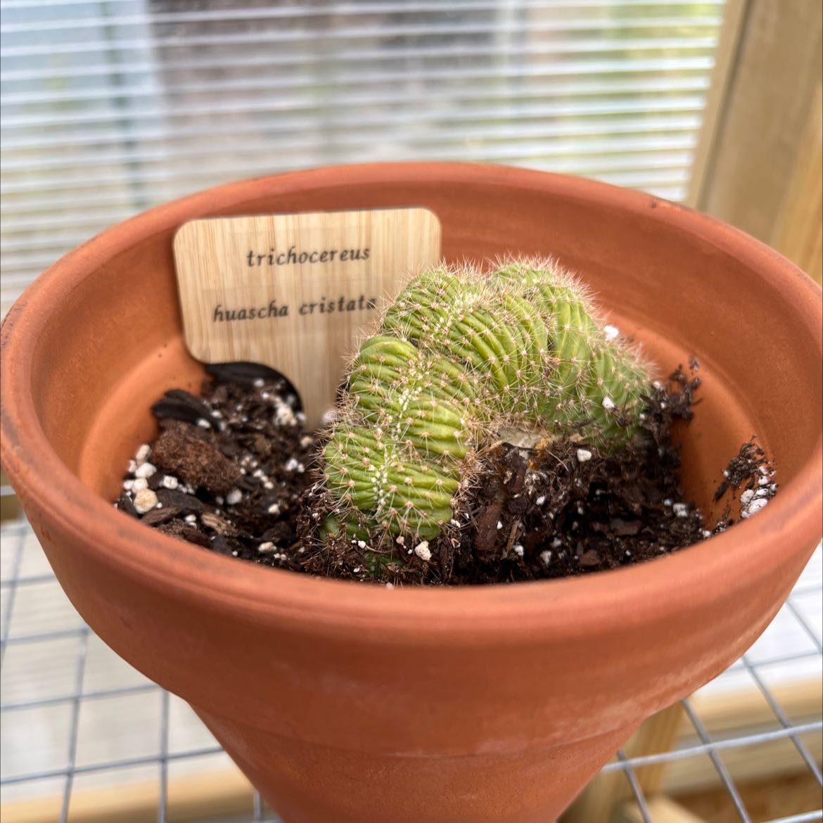 Photo of the plant species Trichocereus huascha cristata by @shaypratt named trichocereus huascha cristata on Greg, the plant care app