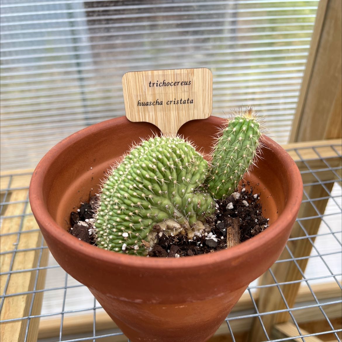 Photo of the plant species Trichocereus huascha cristata by @shaypratt named trichocereus huascha cristata on Greg, the plant care app