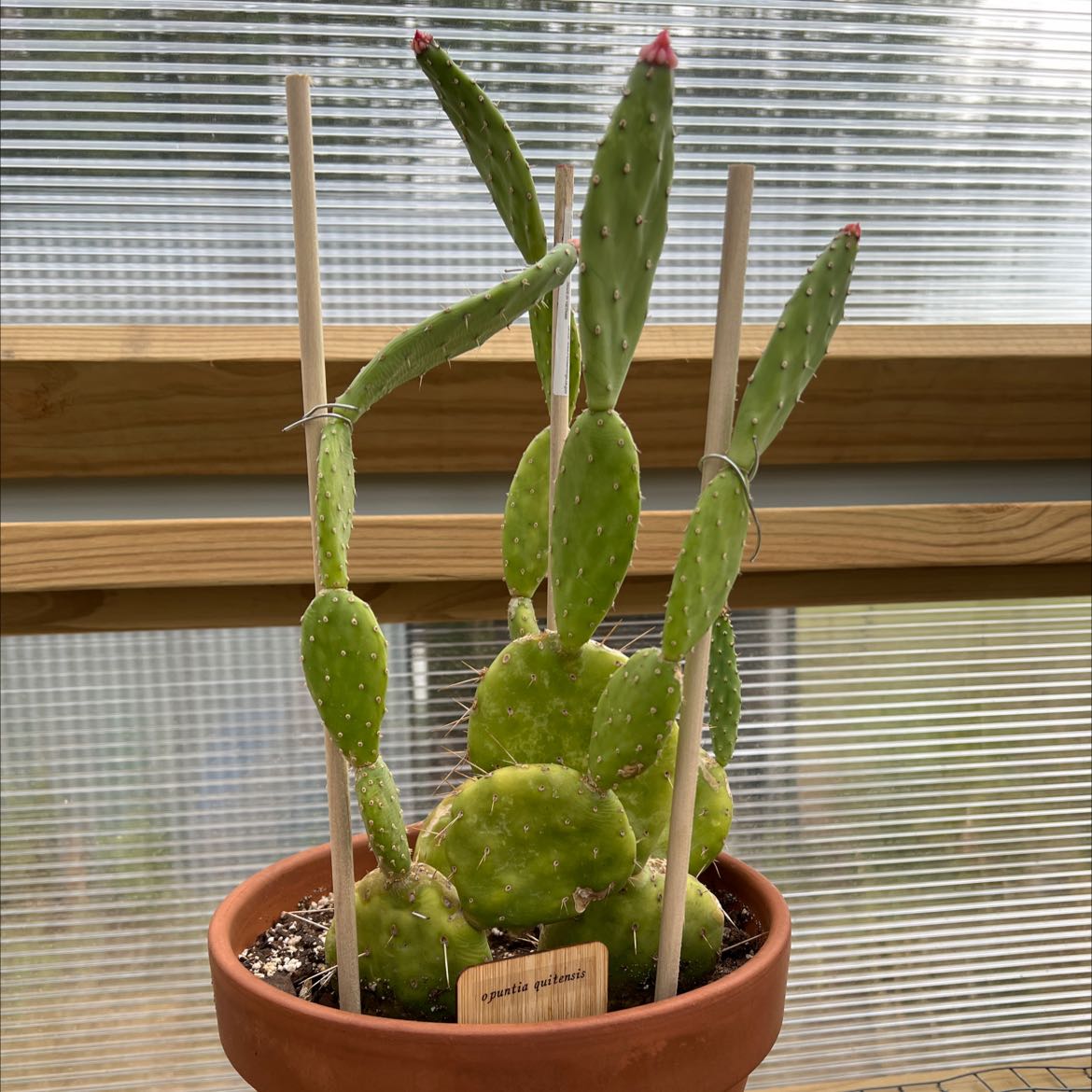 Photo of the plant species Red Buttomn Cactus by @shaypratt named Opuntia quitensis on Greg, the plant care app