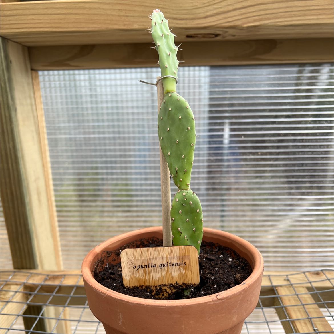 Photo of the plant species Red Buttomn Cactus by @shaypratt named Opuntia quitensis on Greg, the plant care app