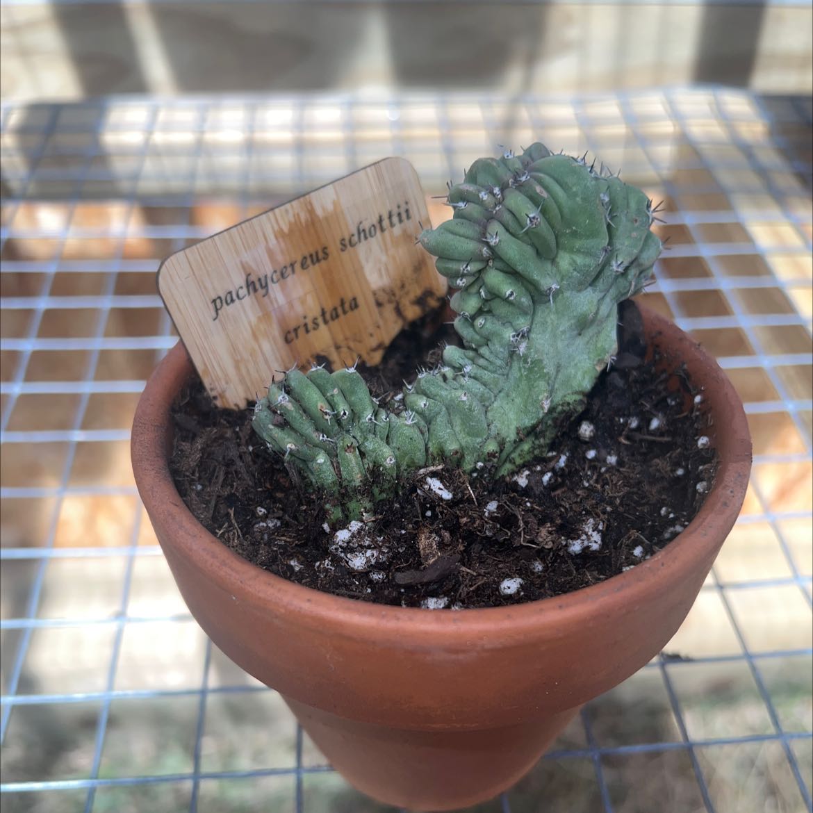 Photo of the plant species Lophocereus schottii f. cristata by @shaypratt named Pachycereus schottii cristata on Greg, the plant care app