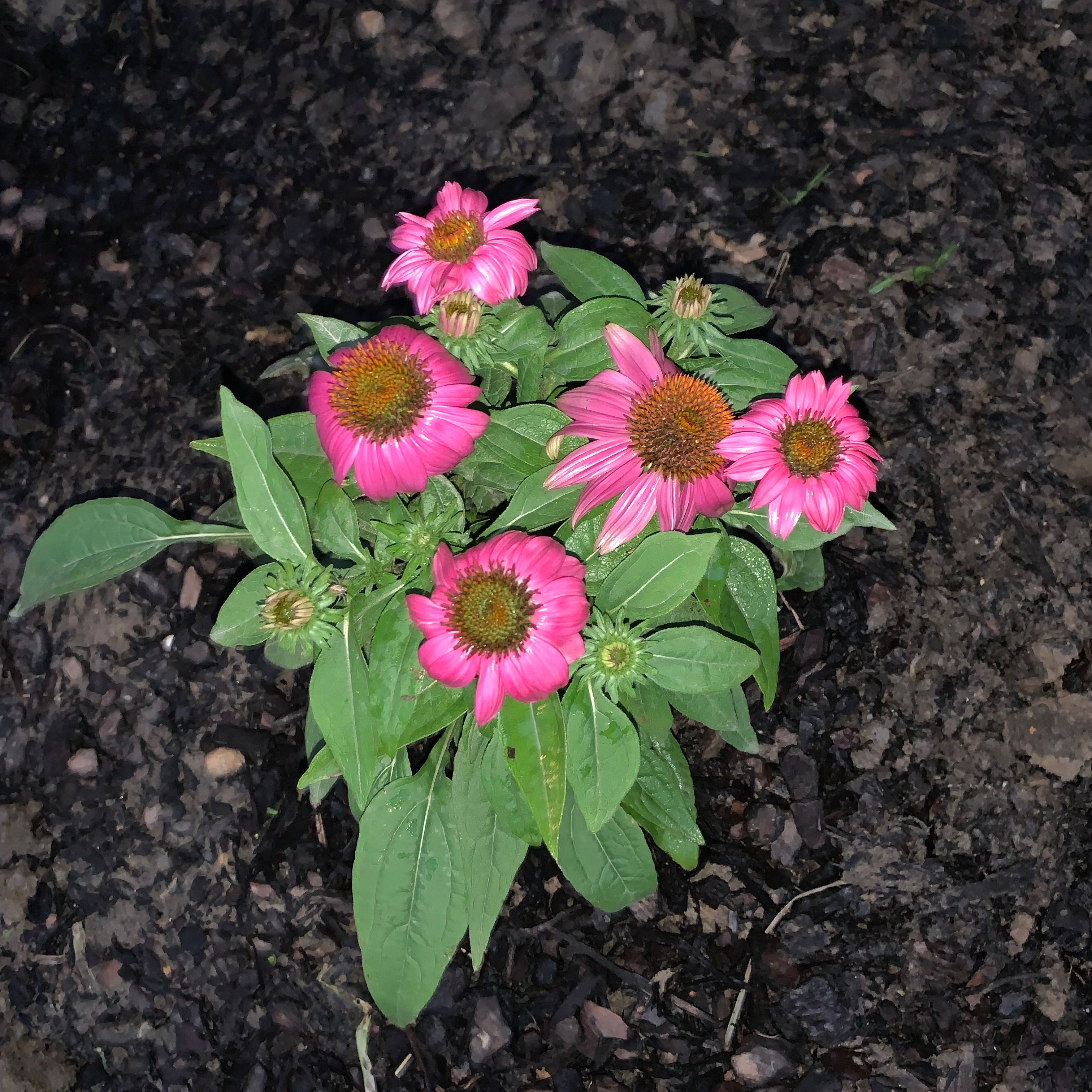 Purple Coneflower plant with vibrant pink flowers and healthy green leaves.