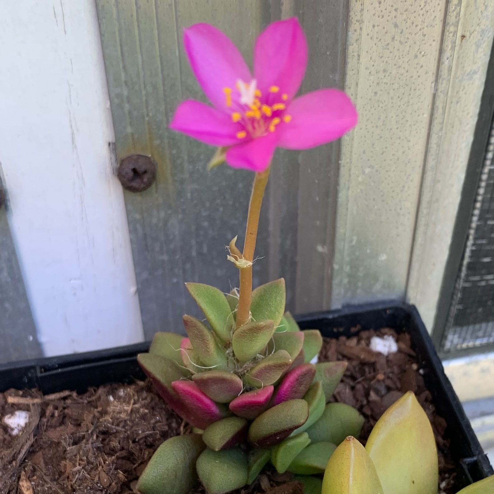 Photo of the plant species Sand Rose by @DynamicChilli named Your plant on Greg, the plant care app
