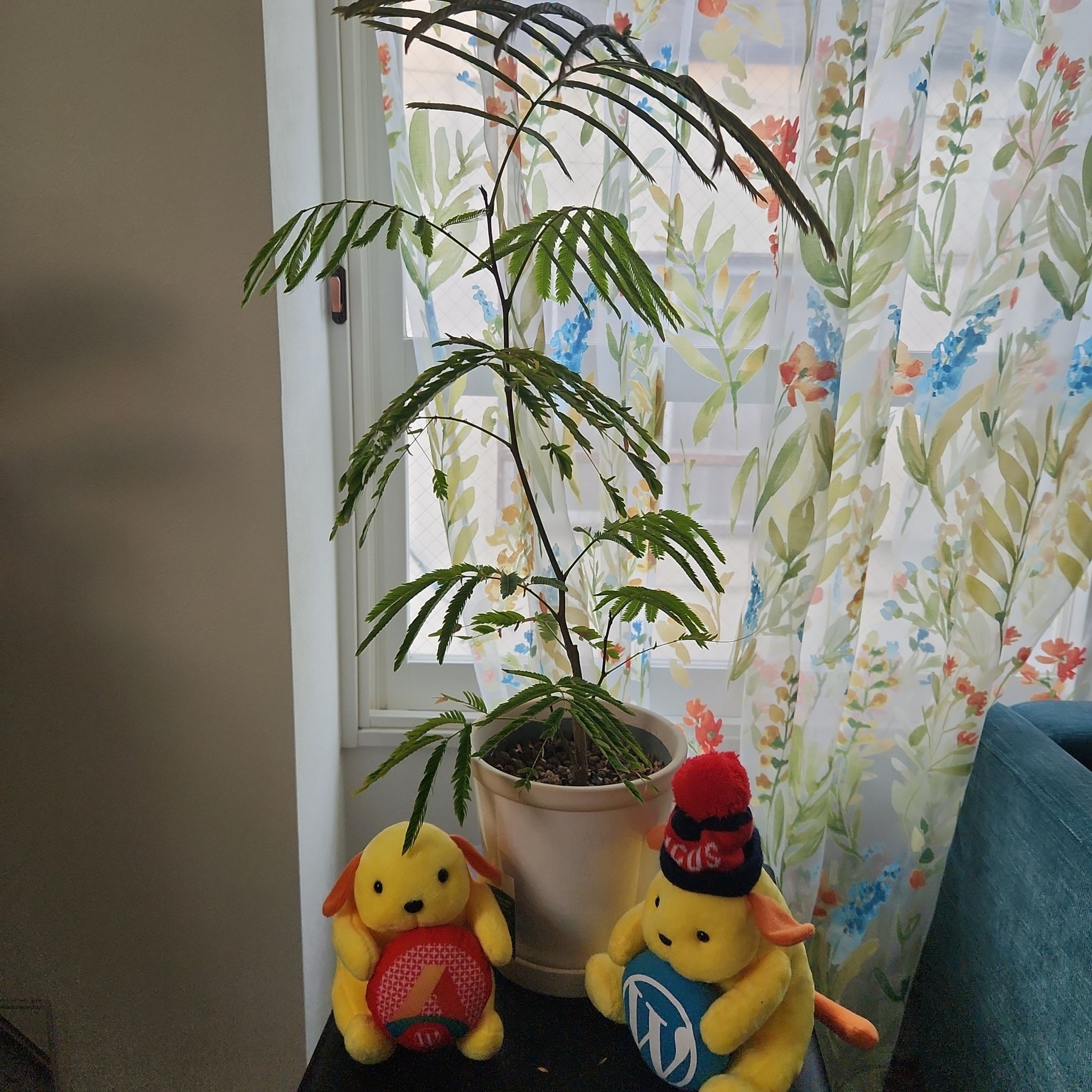 Indoor potted Everfresh Tree with visible soil, healthy leaves, and no signs of disease.