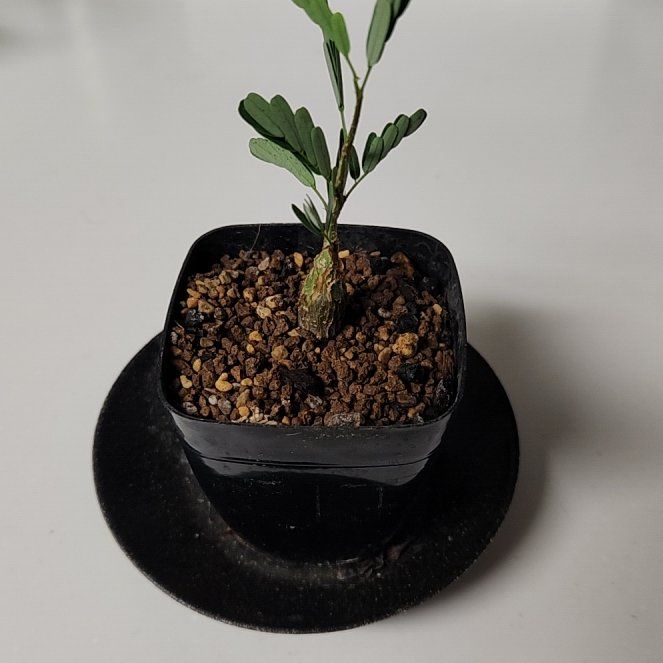 Photo of the plant species Taraby plant by @kitsune named Pikmin - DO on Greg, the plant care app