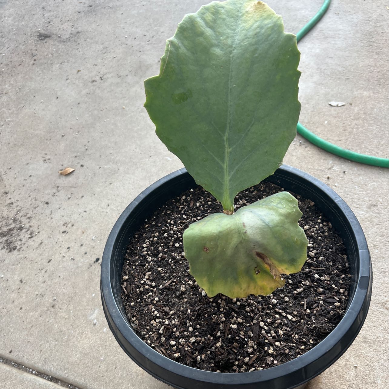 Photo of the plant species Butter Bush by @ModestLovage named Juttae on Greg, the plant care app