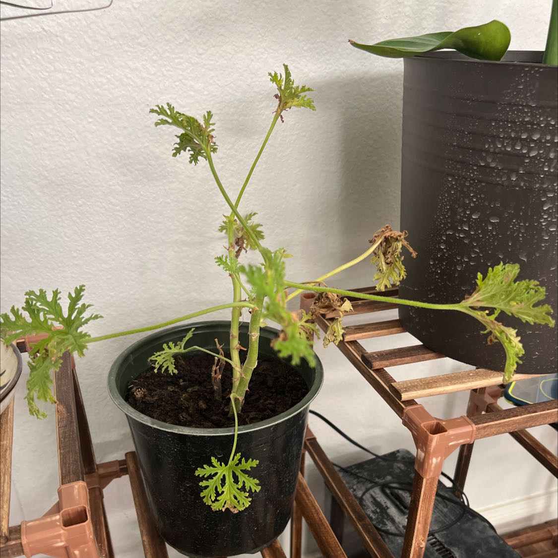 Potted Citronella plant with some browning leaves on a wooden shelf.