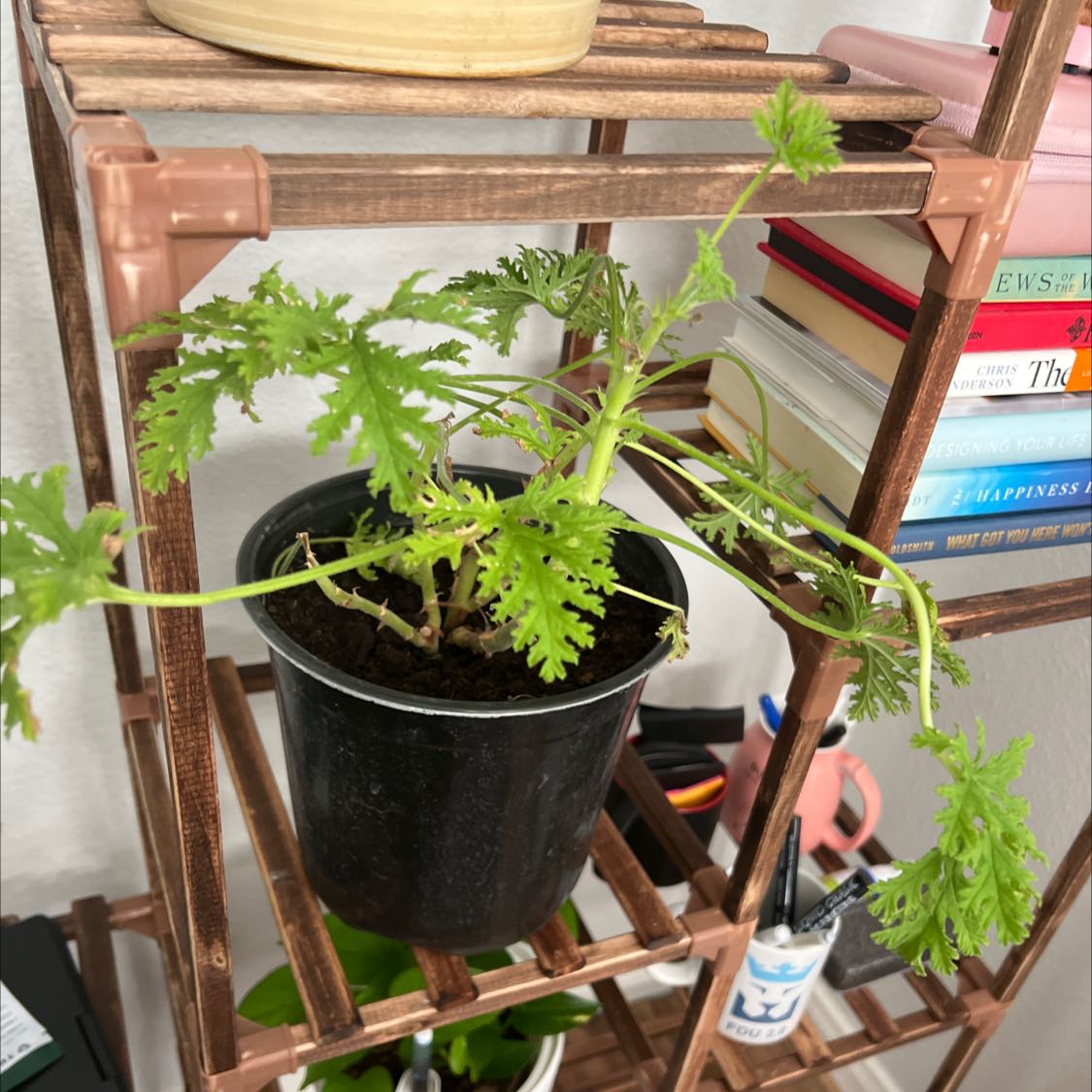 Potted Citronella plant with green, finely divided leaves on a wooden shelf.