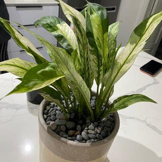 Variegated Peace Lily plant in Bacolod, Western Visayas
