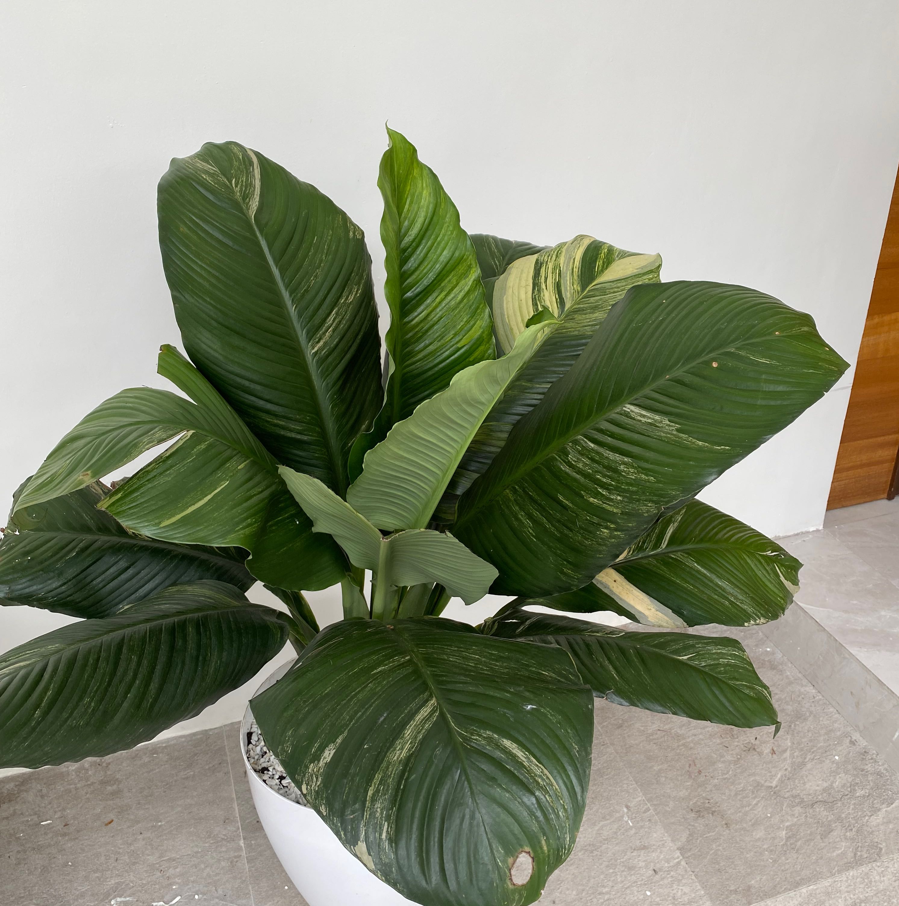 Sensation Peace Lily with large, dark green leaves in a white pot on a tiled floor.