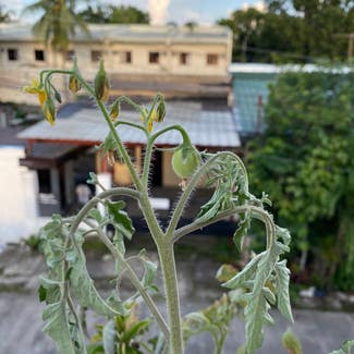 Tomato Plant plant in Bacolod, Western Visayas