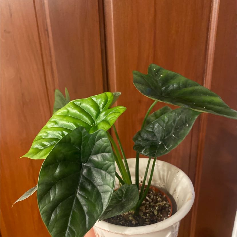 Jewel Alocasia plant in a white pot with dark green, glossy leaves.
