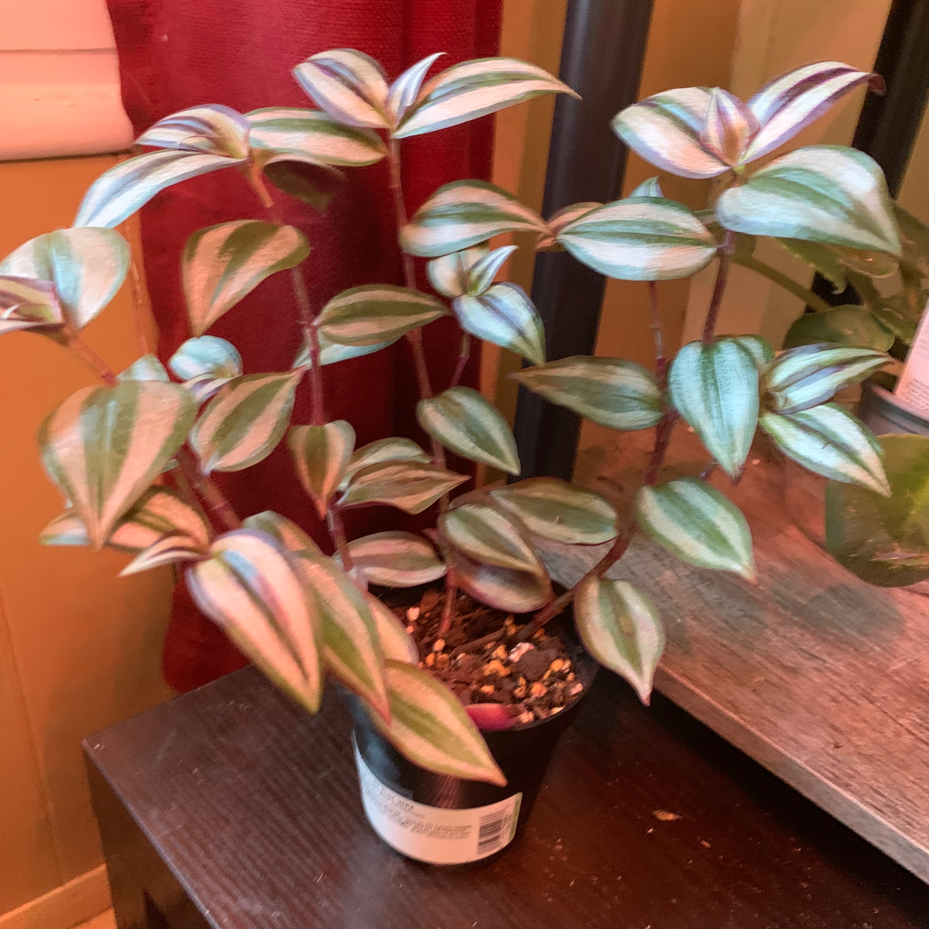 Wandering Dude 'Burgundy' plant in a small pot with vibrant leaves.