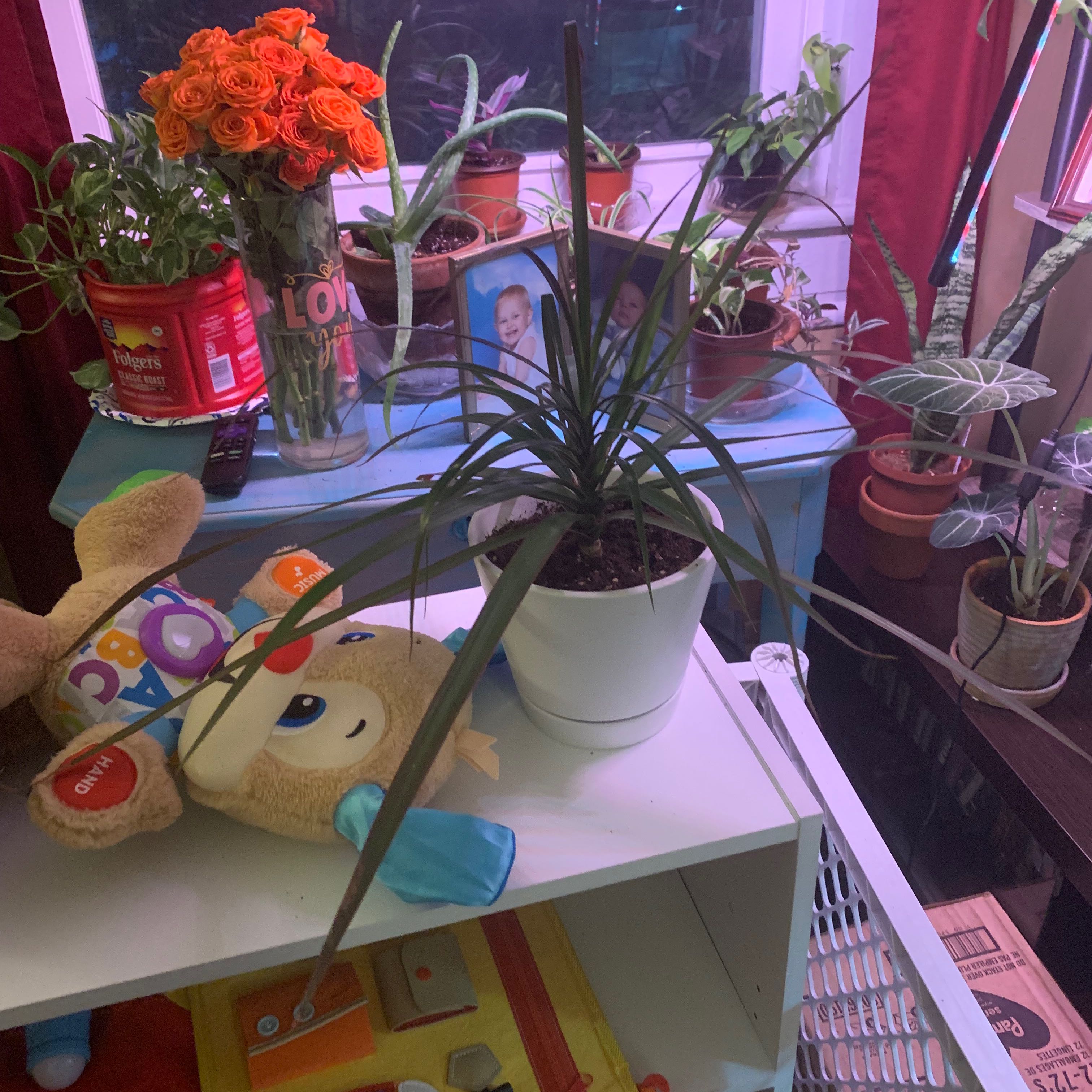 Dracaena marginata 'Bicolor' plant in a white pot, surrounded by other plants and objects.