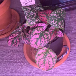 Polka Dot Plant plant in Somewhere on Earth
