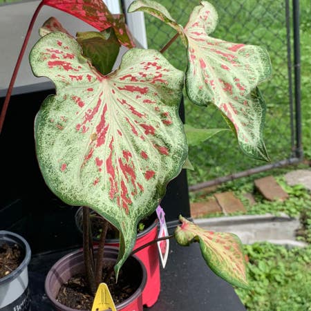 Photo of the plant species Caladium Heart and Soul by Twizz13r69 named Sasha on Greg, the plant care app