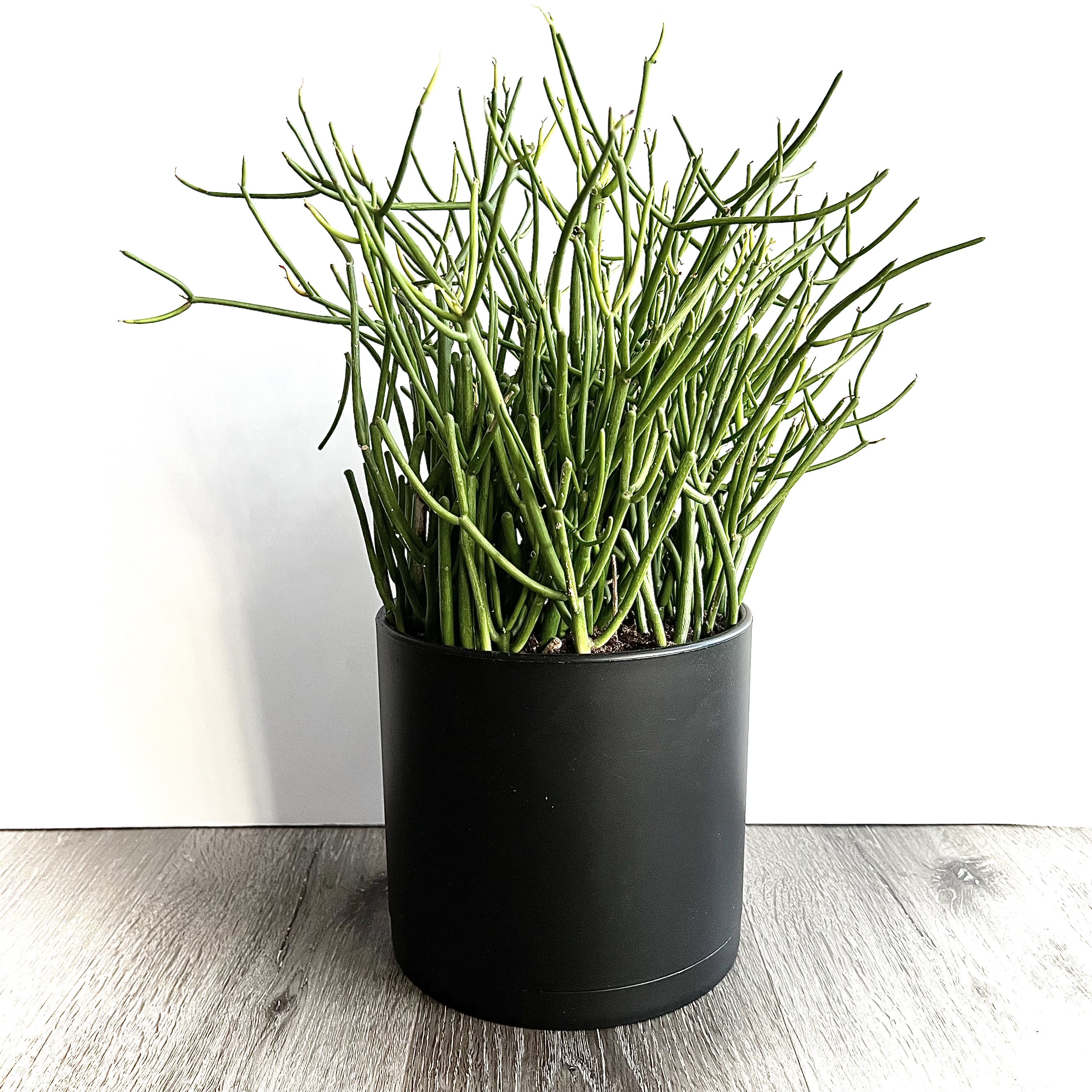 Photo of the plant species Pencil Cactus by @srdesigns named Heat Miser on Greg, the plant care app