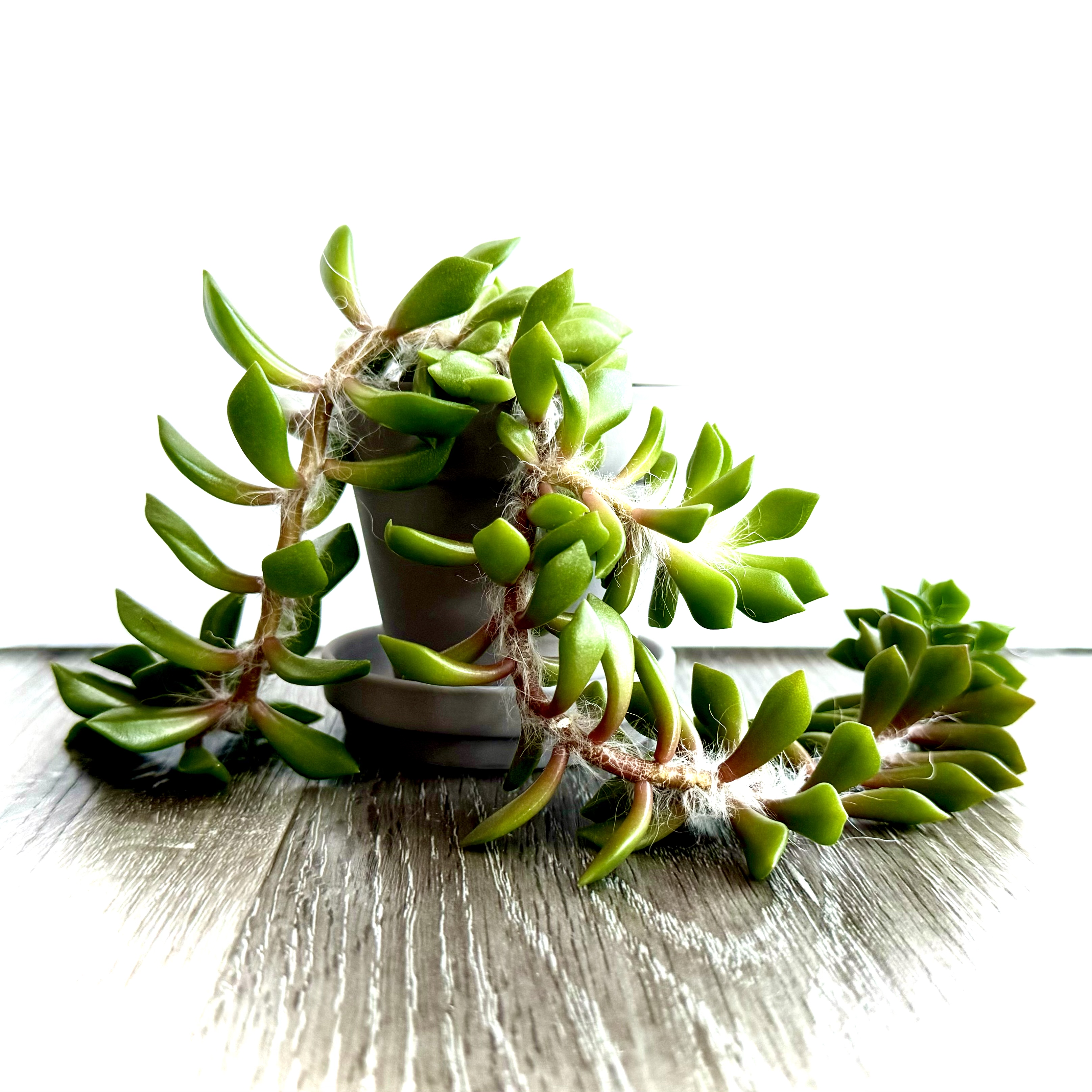 Anacampseros 'Sunrise' succulent plant with green leaves, well-framed and in focus.