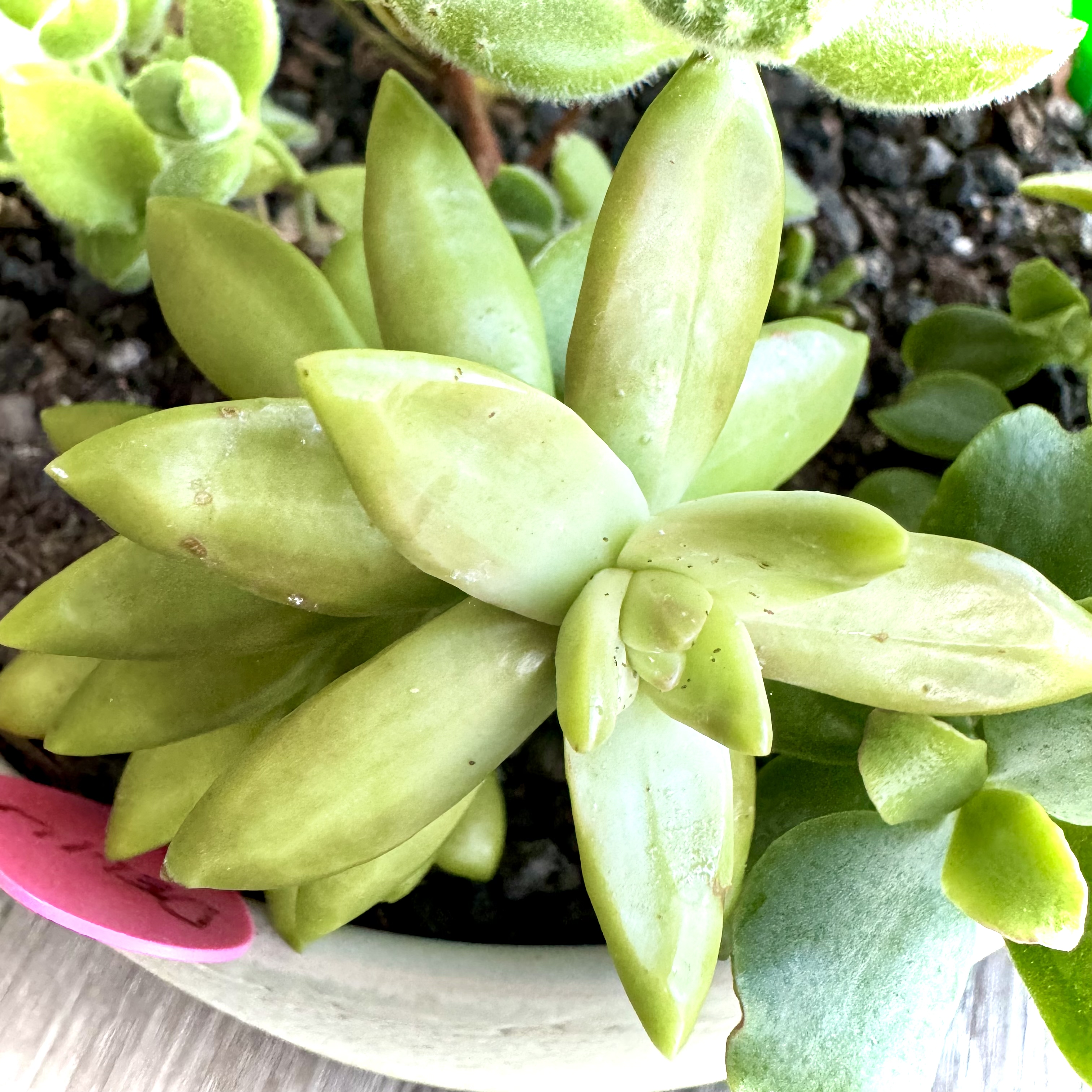 Sedum adolphi 'Golden Glow' succulent with light green leaves in a pot with visible soil and other plants.
