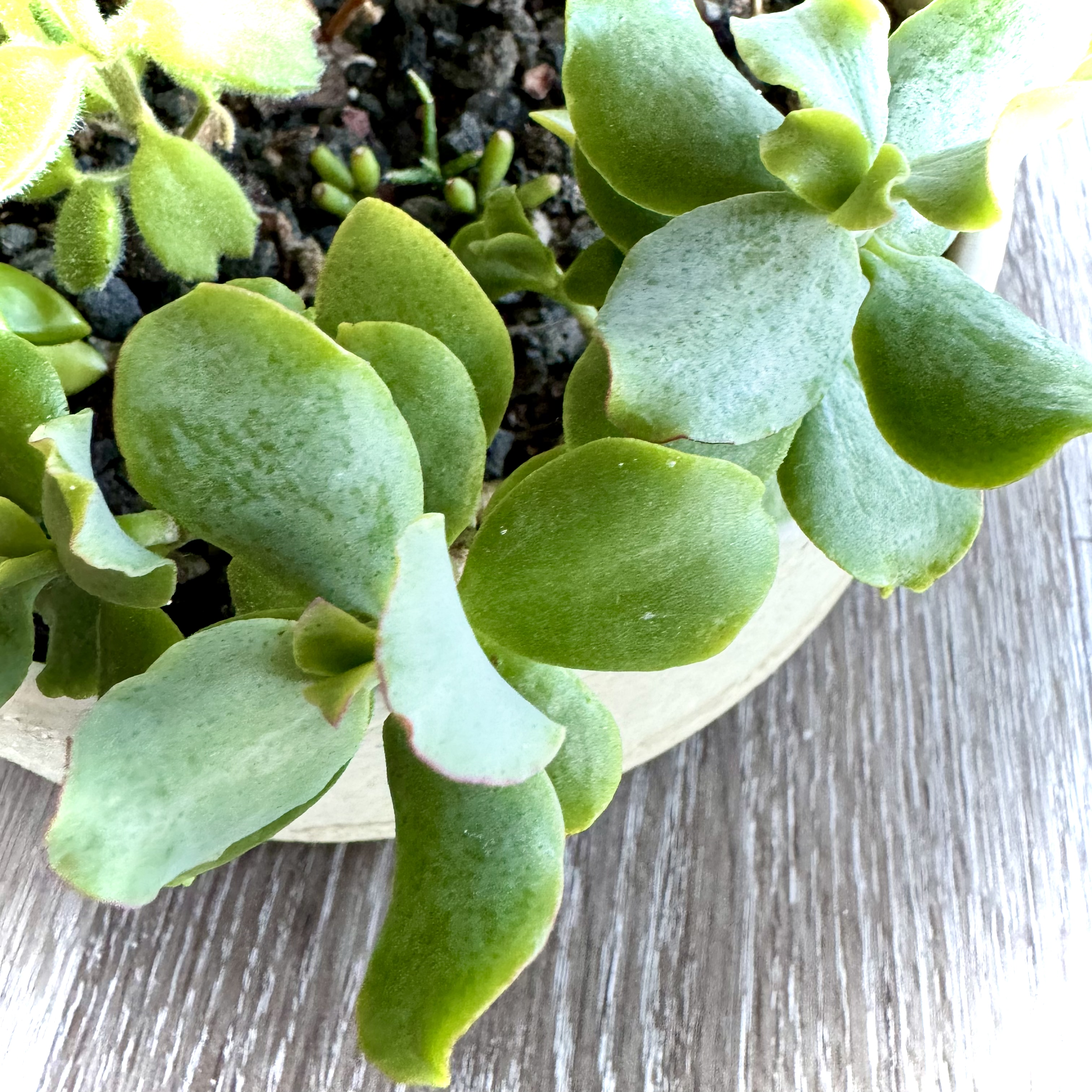 Ripple Jade plant with thick, fleshy leaves in a pot. Soil is visible.