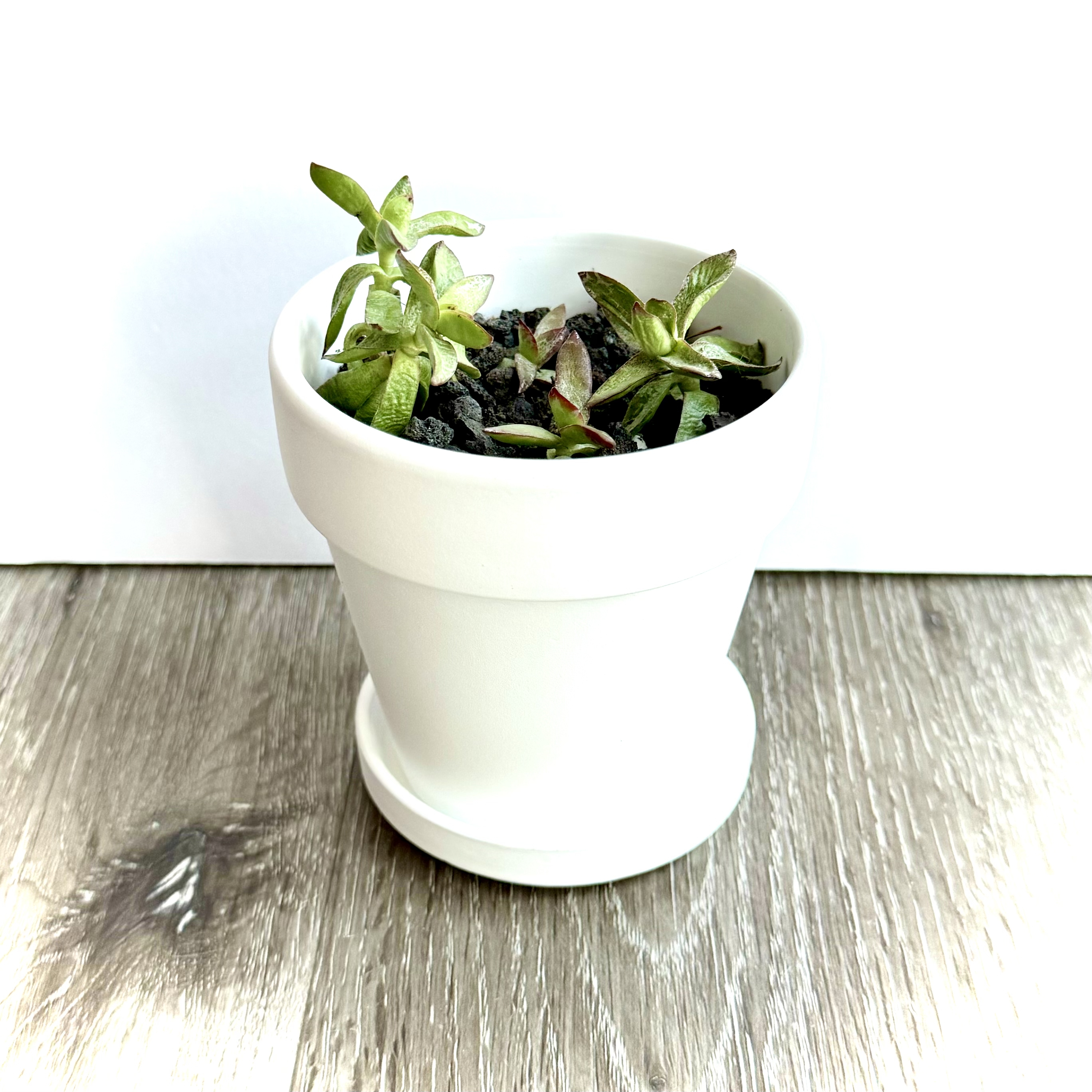 Crassula capitella 'Campfire' plant in a white pot with some leaf discoloration.