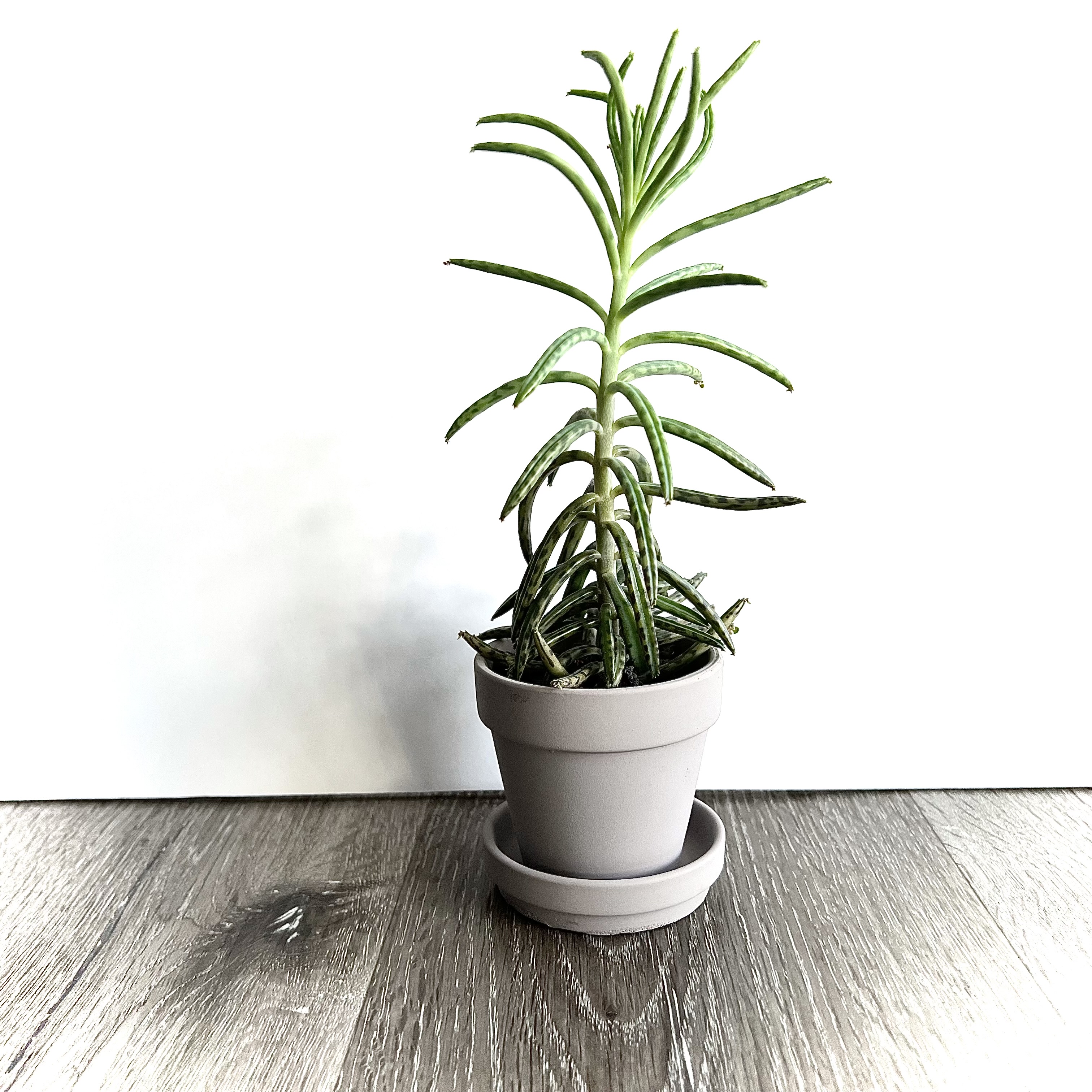 Photo of the plant species Mother of Millions by @srdesigns named Maya on Greg, the plant care app